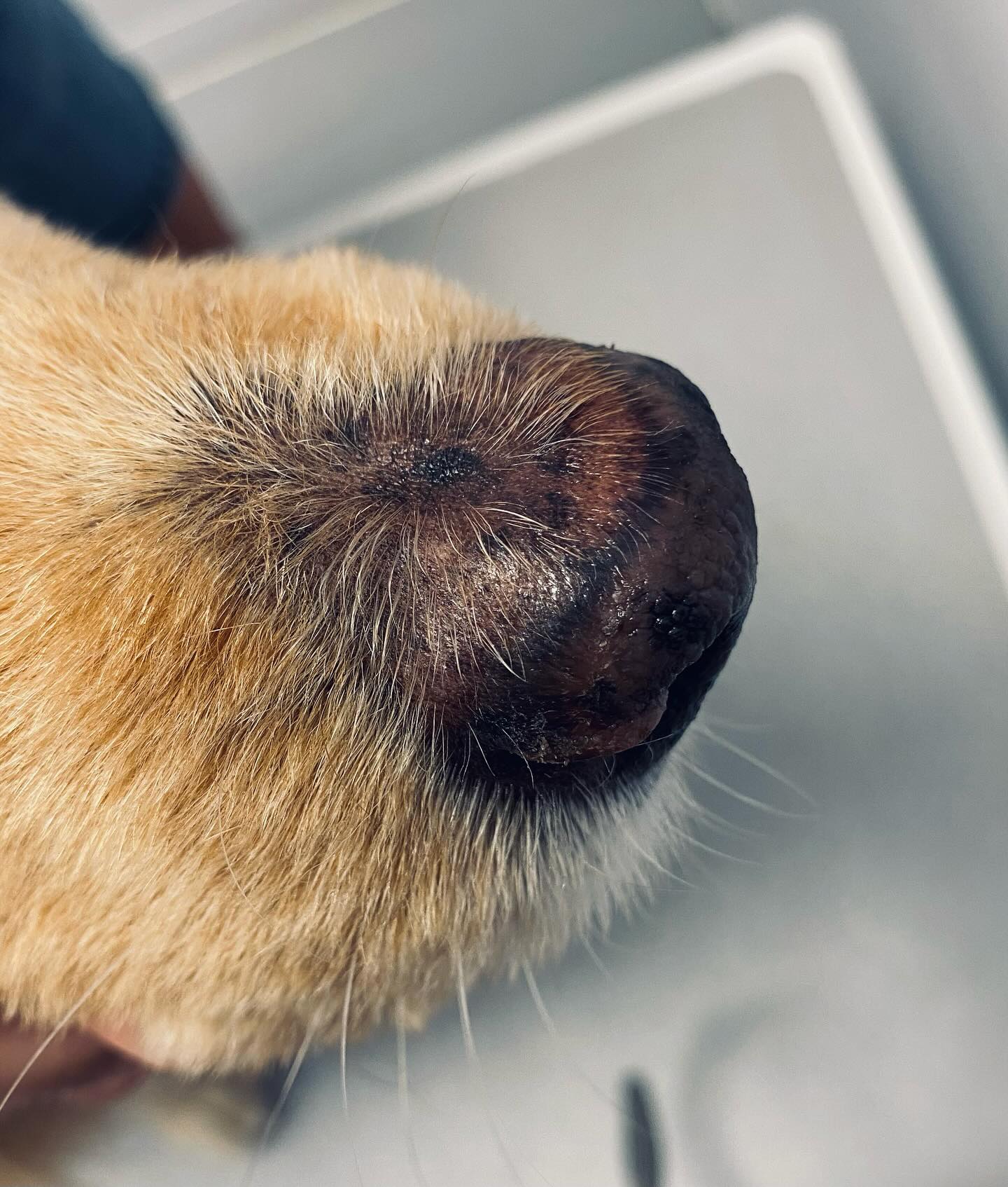L’hypertrichose est un effet secondaire des inhibiteurs des calcineurines. Ici, suite au traitement d’un lupus discoïde avec du protopic 0,1%
#vetdermatologiemarseille #veterinaire #marseille #dog #protopic #lupus