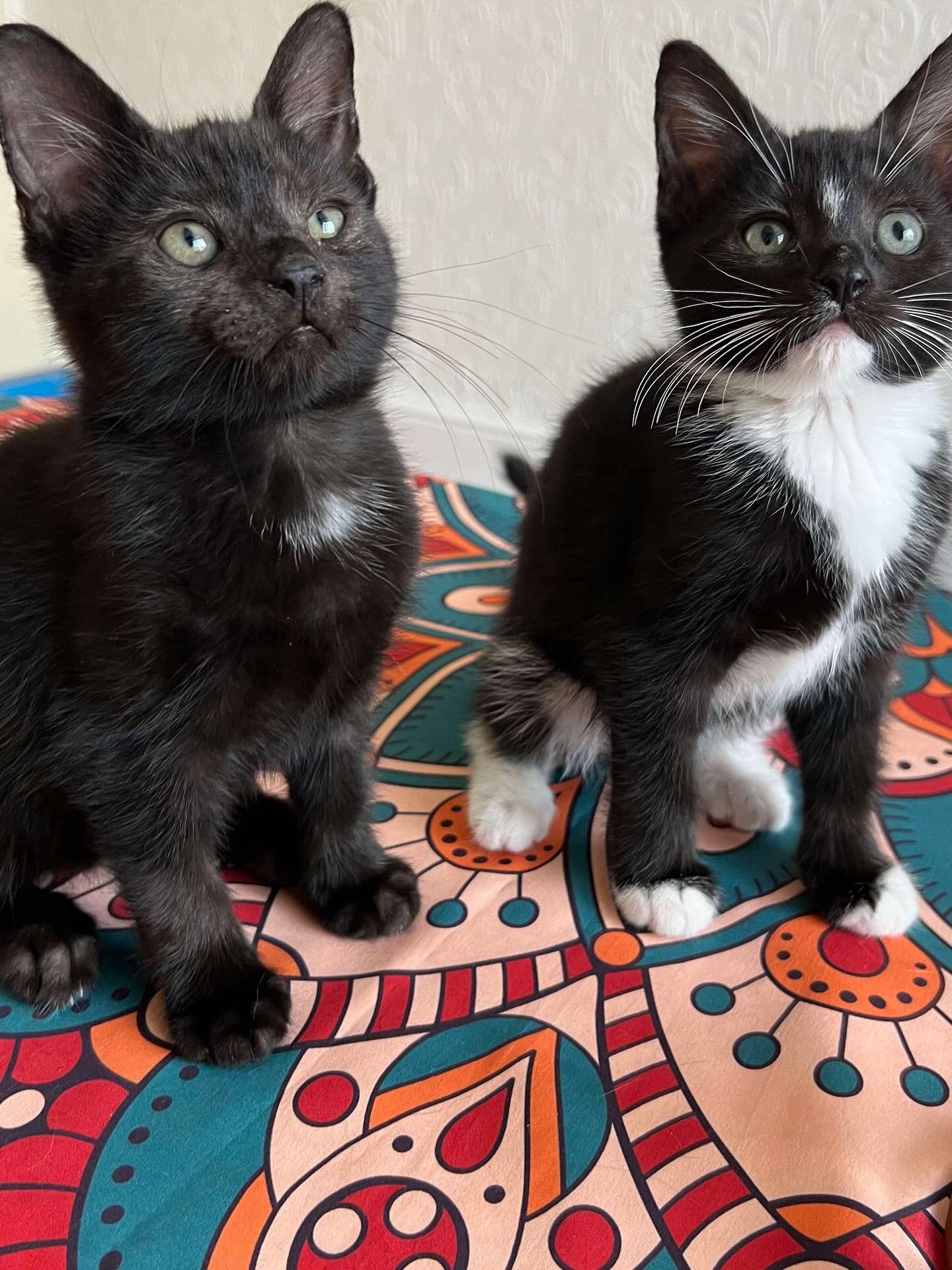 2nd newest bunch into rescue! Foxy, Rupert, Rosie and sweetpea🩷Roughly 8 weeks of age
Being given away on Nextdoor after someone took in a cat that ended up being pregnant. Luckily I saw the post before it was deleted and was able to get them handed over. Safe now🫶🏻