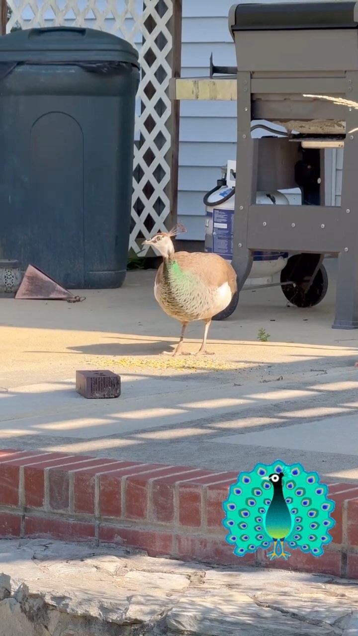 Today we had a peacock show up at the farm. She’s a sweet girl and likes hanging out on our back patio. I’m guessing she got spooked by fireworks last night and found her way here from a neighbors farm. She’s welcome to stay as long as she likes!