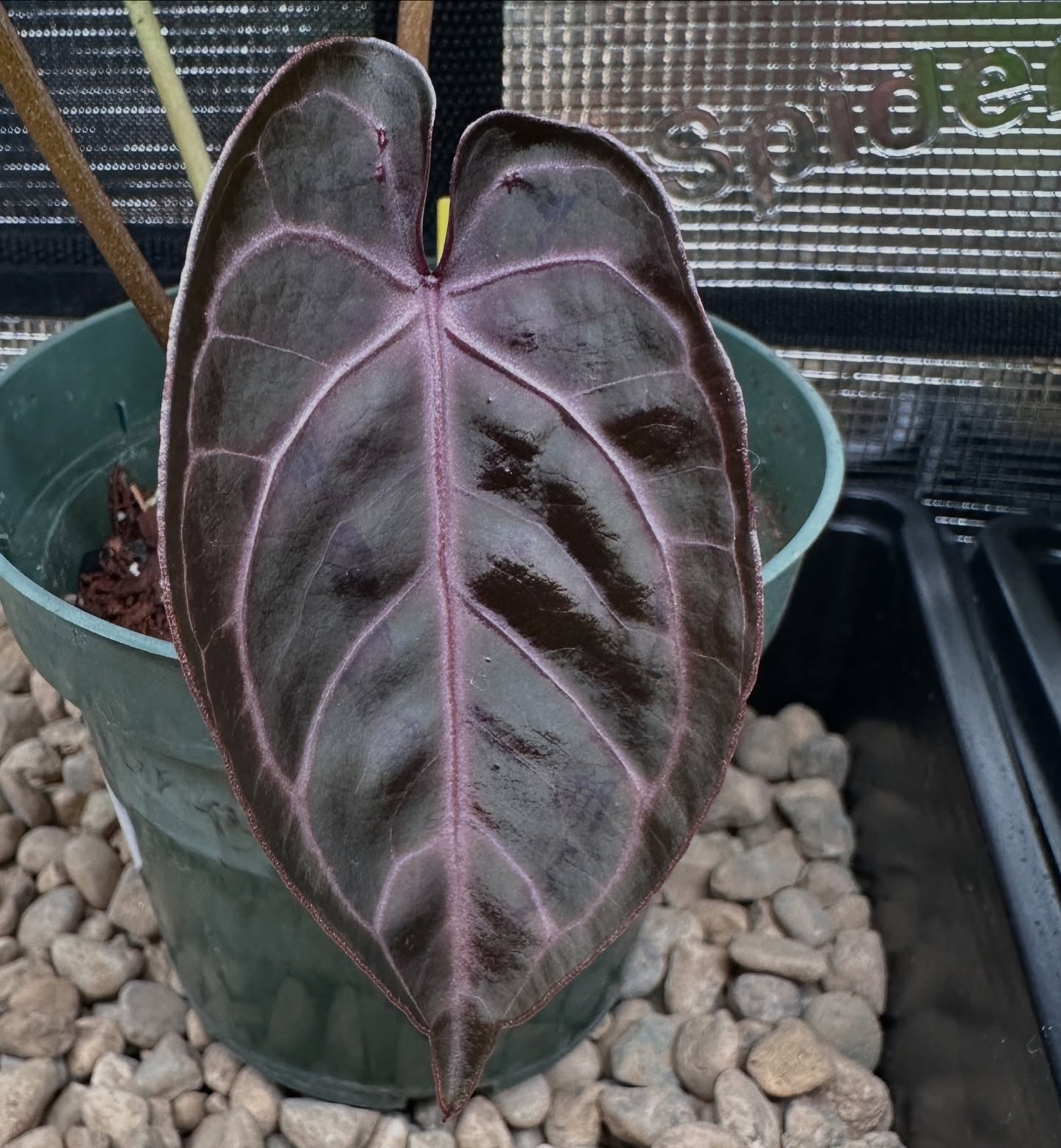 Red Gunsal looking more… purple! 💜
#anthuriumredgunsal #anthuriums #purpleleaves #darkanthurium #darkfoliage #raretropicalplants #rarearoids #aroidsofinstagram #aroidsociety #aroidcollector