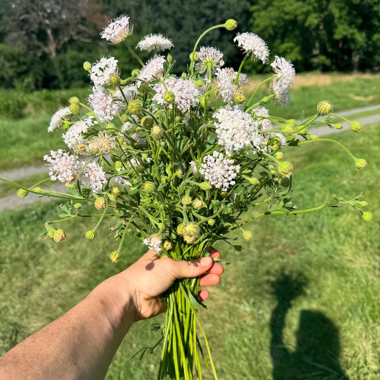 Didiscus #americangrownflowers