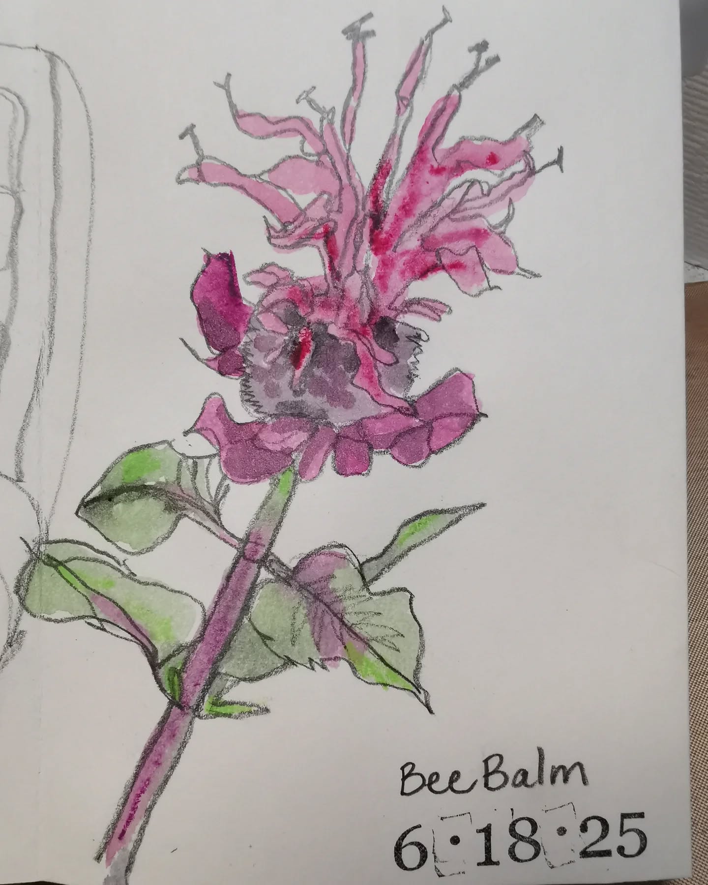 From my garden to you. Watercolor and Neocolors in an accordion journal homemade. It's a continuous line drawing. The leaves make a nice tea with honey added.
#beebalm #watercolorart #watercolormixedmedia #watercolorpainting