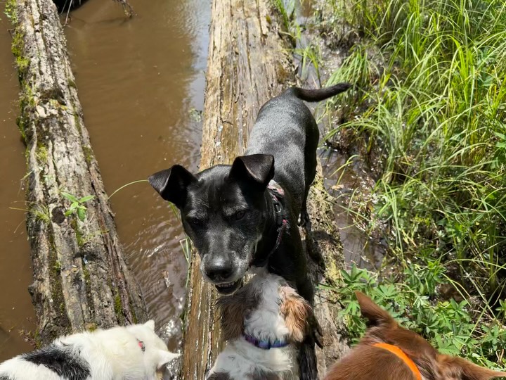 Summer Adventures are underway! Welcome Sophie! It’s going to be a beautiful season!
#summertime #summer #dogs #dogsofinstagram