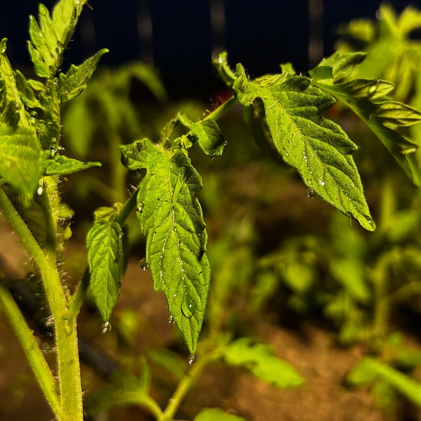 Made it to the guttation part of the day. Can relate to these hydathode-bearing pals, even if we’re getting rid of water for different reasons. I think it’s beautiful.
#tomato #hightunnel #guttation #plantbiology #smallfarm #seedfarm #plantsatnight #michigan #july #farm