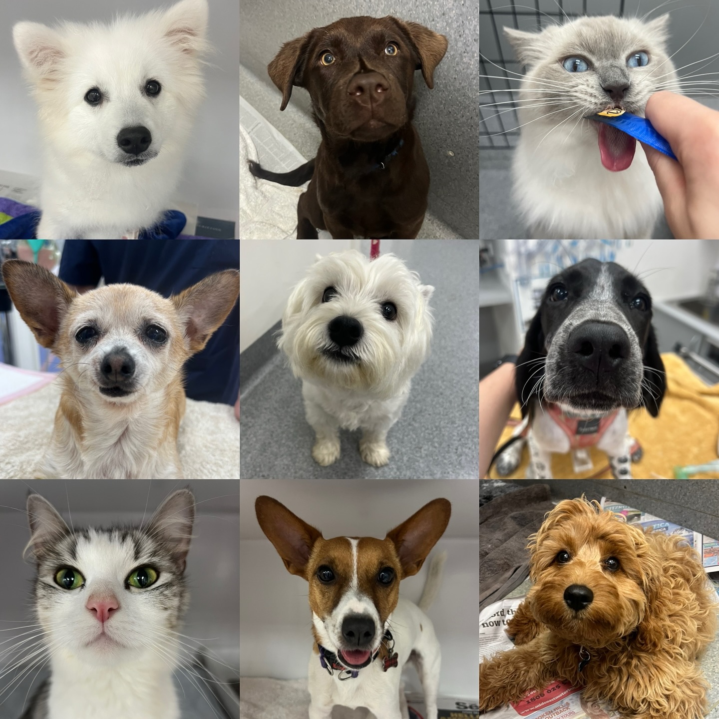 Just a few of the many cute faces we have had the privilege of caring for over the last 6 months of 2025🐶🐱
#hillsdistrict #hillsdistrictvet #dogs #cats #puppies #kittens #hillsdistrictveterinaryhospital #dural #vet #veterinary #cute #nurse #vetnurse #adorable #vetclinic