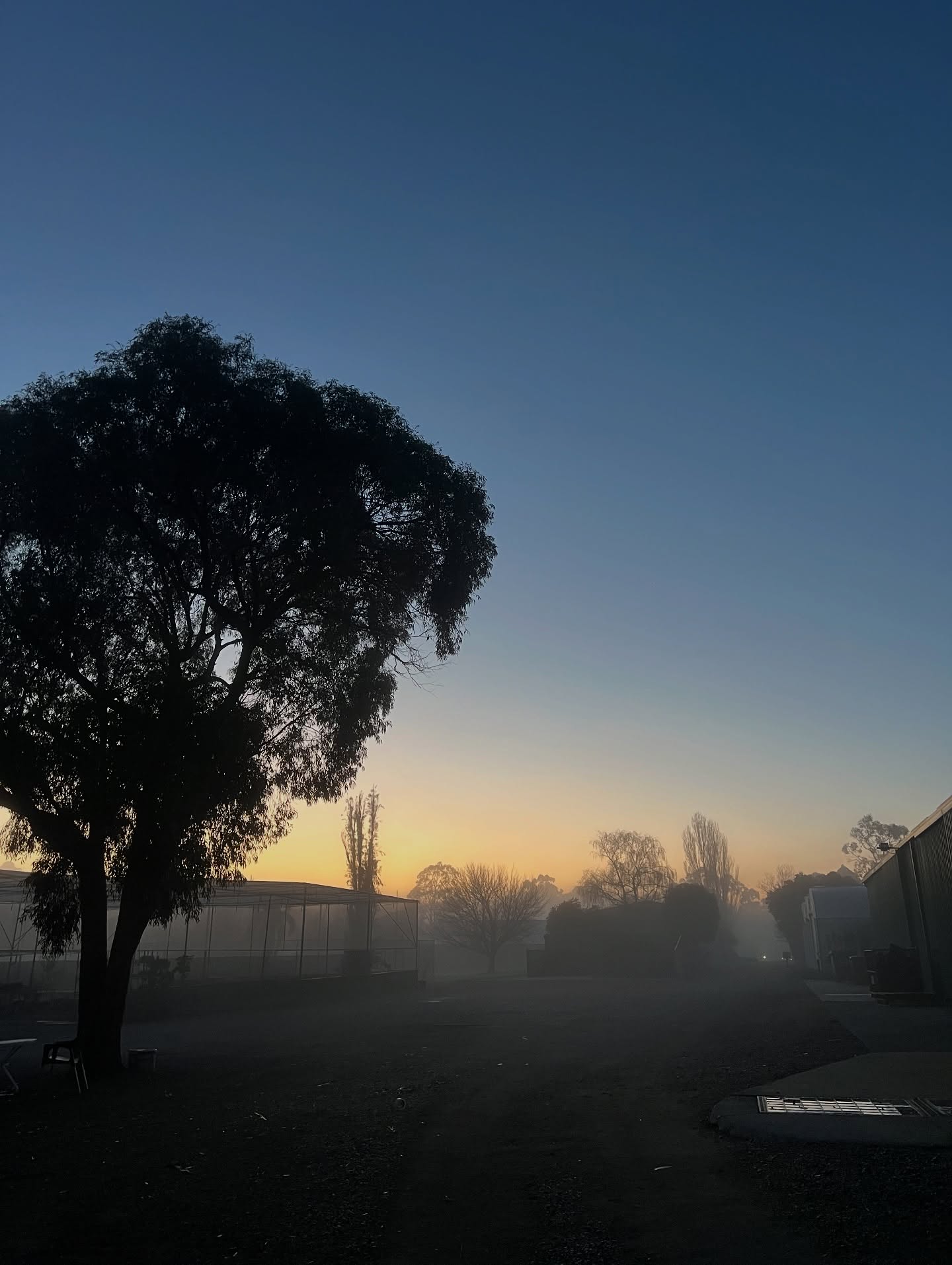 In the wee hours of the morning at the nursery; as the fog lifts and sun begins to shine through, it’s all pretty magical down here at Bundameer ✨