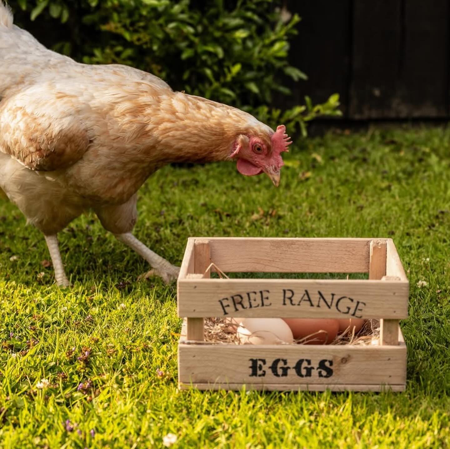 Holiday Let Photography | Penrheol Farm, Builth Wells
We recently had the pleasure of photographing the beautiful Penrheol Farm Self Catering Barn Conversions in Builth Wells — and what a treat it was! The sun was shining, the views were stunning, and the holiday lets themselves are a perfect blend of rustic charm and modern comfort.
From cosy corners and character beams to spacious living areas and rolling countryside backdrops, we captured the essence of what makes this place so special for guests.
If you’ve got a holiday let that deserves to shine online, get in touch — great photography can make all the difference.
📍 Holiday Let Photography�📷 By Mogwai Media�to Mid Wales, infinity & beyond
#HolidayLetPhotography #BuilthWells #VisitWales #StaycationVibes #MogwaiMedia #FarmStayWales #PenrheolFarm #MidWalesRetreat #BarnConversion #SelfCateringWales #AirbnbPhotography #WalesHolidayLet
@penrheol_farm