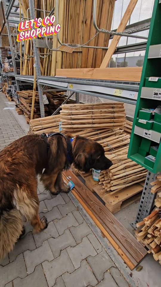 #shoppingqueen #shaya #shoppingking #piet #erkundungstour #obibaumarkt #hundeverhaltenverstehen #hundeleben #hundeliebe #tierschutzhund #leonberger #friends #vertrauen #begegnungen #sozialisierung #alltagmithund