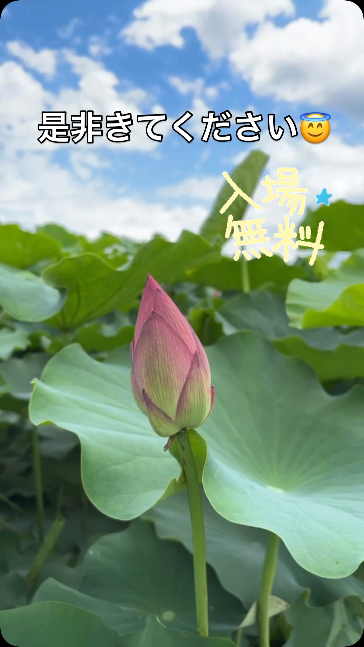 #蓮 #遺品整理弘光 #レインボーハス園 #生出 #生前整理 #ハウスクリーニング #八幡平市 #コリーヌドゥガブリエル #ラビットクリーン#シャーム株式会社#盛岡市