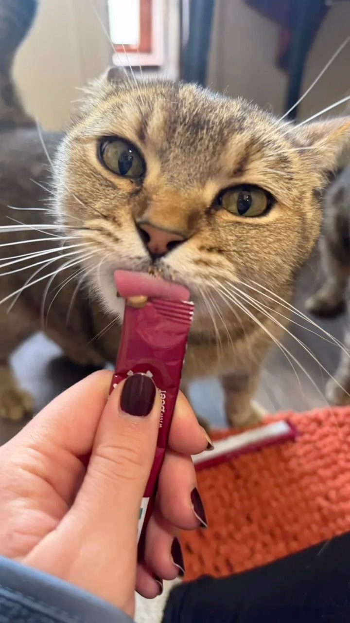 We love our kitty guests at the Lothersdale Pet Retreat Cat Hotel! 😺🐾
#happycat #cathotel #catboarding #cattery #luxurycattery #catteryinyorkshire #purrfectfelines #catloversclub