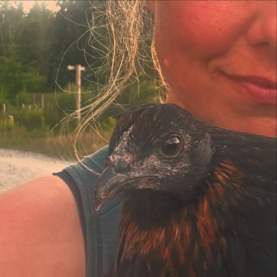 This is Henrietta, the first chicken I have truly loved.