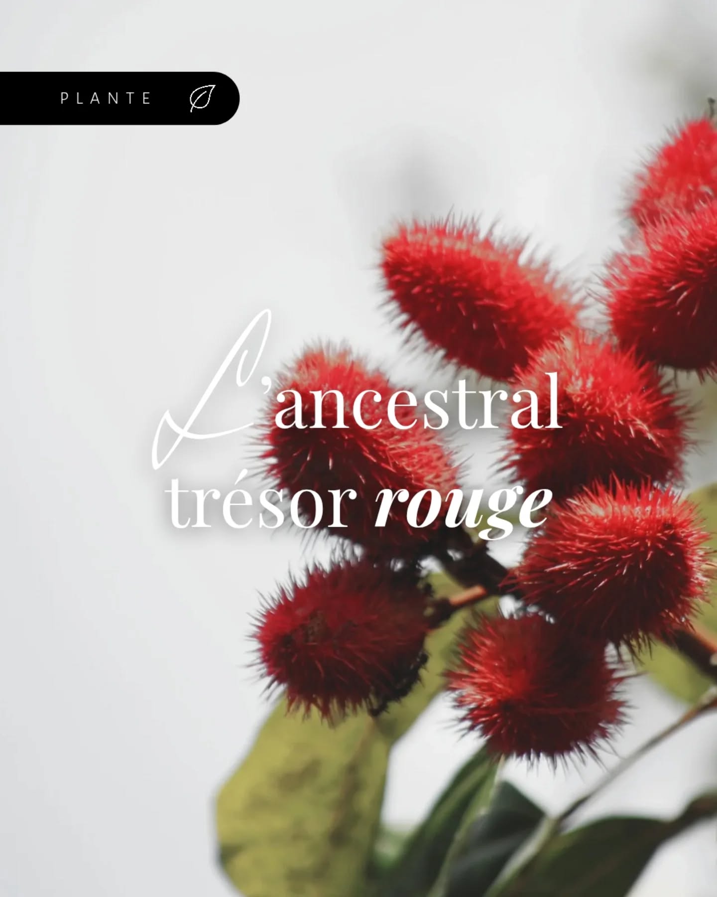 ✦ 𝒍'𝒂𝒏𝒄𝒆𝒔𝒕𝒓𝒂𝒍 𝒕𝒓𝒆́𝒔𝒐𝒓 𝒓𝒐𝒖𝒈𝒆 ⋅ ᴜʀᴜᴄᴜᴍ
.
.
.
« 𝑈𝑛 𝑡𝑟𝑒́𝑠𝑜𝑟 𝑎𝑛𝑐𝑖𝑒𝑛 𝑑𝑒 𝑓𝑙𝑎𝑚𝑏𝑜𝑦𝑎𝑛𝑐𝑒,
𝑆𝑒 𝑑𝑒́𝑝𝑜𝑠𝑒 𝑠𝑢𝑟 𝑛𝑜𝑠 𝑝𝑒𝑎𝑢𝑥 𝑒𝑛 𝑡𝑟𝑎𝑛𝑐𝑒.
𝑇𝑒𝑙𝑙𝑒 𝑢𝑛𝑒 𝑜𝑓𝑓𝑟𝑎𝑛𝑑𝑒 𝑒𝑛𝑓𝑙𝑎𝑚𝑚𝑒́𝑒,
𝑅𝑎𝑣𝑖𝑣𝑎𝑛𝑡 𝑑’𝑎𝑛𝑐𝑖𝑒𝑛𝑛𝑒𝑠 𝑚𝑒́𝑚𝑜𝑖𝑟𝑒𝑠 𝑠𝑎𝑐𝑟𝑒́𝑒𝑠.
𝑆𝑒𝑠 𝑒́𝑐𝑙𝑎𝑡𝑠 𝑑𝑒 𝑟𝑢𝑏𝑖𝑠 𝑟𝑜𝑢𝑔𝑒𝑜𝑦𝑎𝑛𝑡𝑠,
𝐸́𝑣𝑒𝑖𝑙𝑙𝑒𝑛𝑡 𝑙𝑎 𝑝𝑒𝑎𝑢 𝑎𝑢 𝑓𝑒𝑢 𝑛𝑎𝑖𝑠𝑠𝑎𝑛𝑡.
𝑂𝑓𝑓𝑒𝑟𝑡𝑒 𝑝𝑎𝑟 𝑙𝑒𝑠 𝑚𝑎𝑖𝑛𝑠 𝑑𝑒 𝑙𝑎 𝑡𝑒𝑟𝑟𝑒,
𝐸𝑙𝑙𝑒 𝑡𝑒𝑖𝑛𝑡𝑒 𝑛𝑜𝑠 𝑐œ𝑢𝑟𝑠 𝑒𝑡 𝑛𝑜𝑠 𝑐ℎ𝑎𝑖𝑟𝑠. »
.
Cela fait plusieurs années que le rouge vibrant de l’𝐮𝐫𝐮𝐜𝐮𝐦 m’accompagne. Au fil du temps, cette plante est devenue l’une de mes alliées végétales les plus précieuses, que je prends en cure, plusieurs fois par an, comme un rituel de beauté et santé.
De mon expérience, elle a toujours soutenu ma peau lorsque j’oubliais de la protéger avec de la crème solaire… Aucune brûlure, aucune rougeur, mais un bronzage progressif et durable. Je suis toujours la seule à ne pas jamais avoir de coup de soleil.
L’𝐮𝐫𝐮𝐜𝐮𝐦 est un véritable trésor estival pour la peau. Une manière naturelle, végétale et consciente de préparer et préserver sa peau quand les rayons du soleil deviennent plus ardents.
𝗡𝗕 ⋅ L’𝐮𝐫𝐮𝐜𝐮𝐦 ne filtre pas les UVs comme une crème solaire le ferait. A mon sens, rien ne remplace une crème solaire de qualité, bio et écologique, avec filtres minéraux (mais chacun⋅e est libre de ses choix évidemment). L’𝐮𝐫𝐮𝐜𝐮𝐦 vient en tant que merveilleux complément, avec tous les bienfaits nutritionnels qu’il contient. Il est donc parfait pour soutenir nos peaux en été, mais loin de se limiter uniquement à cela.
⚠️ ᴘʀᴇ́ᴄᴀᴜᴛɪᴏɴs ᴅ·ᴜsᴀɢᴇ ᴇɴ ᴄᴏᴍᴍᴇɴᴛᴀɪʀᴇ ᴄɪ﹣ᴅᴇssᴏᴜs.
↠ 𝘾𝙤𝙣𝙣𝙖𝙞𝙨𝙨𝙖𝙞𝙨-𝙩𝙪 𝙡’𝙪𝙧𝙪𝙘𝙪𝙢 𝙚𝙩 𝙨𝙚𝙨 𝙗𝙞𝙚𝙣𝙛𝙖𝙞𝙩𝙨 ?
✉️ Envoyez-moi un DM si vous souhaitez avoir mes recommandations de marques d'urucum ♡
___
#alrosena #therapeuteholistique #femininesacre #paris #urucum #roucou #plantesacrée #phytotherapie #naturopathie #santénaturelle #soinnaturel #bronzage #summer #summervibe #beauténaturelle #protectionsolaire #été #peauaunaturel #skinbeauty