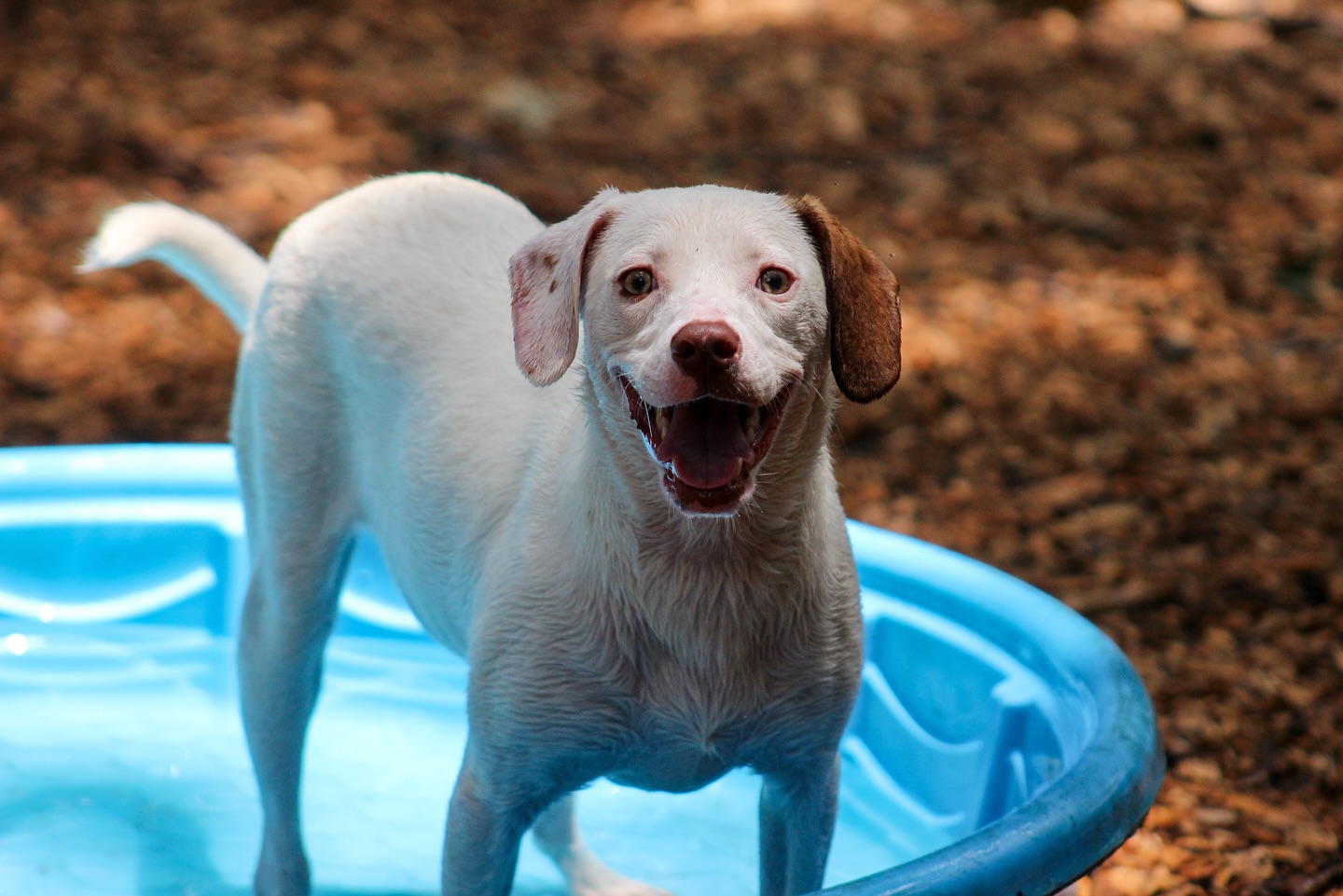 🐾 Please help us welcome Liza & Luca to the pack! 🐶💜
These two cuties have joined us to work on building strong foundations in obedience, structure, and engagement. We’re already loving their sweet personalities and watching their confidence grow each day!
Excited to see their progress—stay tuned for updates as they learn, play, and thrive with us! 💪✨ #PurplePupsATL #BoardAndTrain #dogtraining #atl