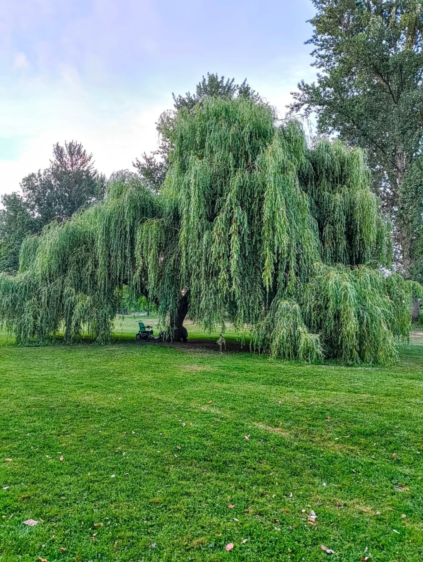 Bits&fits from over the last term 🫶
peep zoom under willow tree 🌱
#oxforduni #wheelchair #wheelchairuser #disabledstudent #oxford #oxfordfashion #outfitinspo #freinds #butterflys