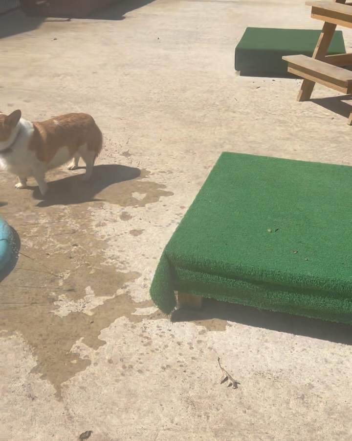 Thank you Olive 💕 Now we can splash in the sun all day!🥰☀️