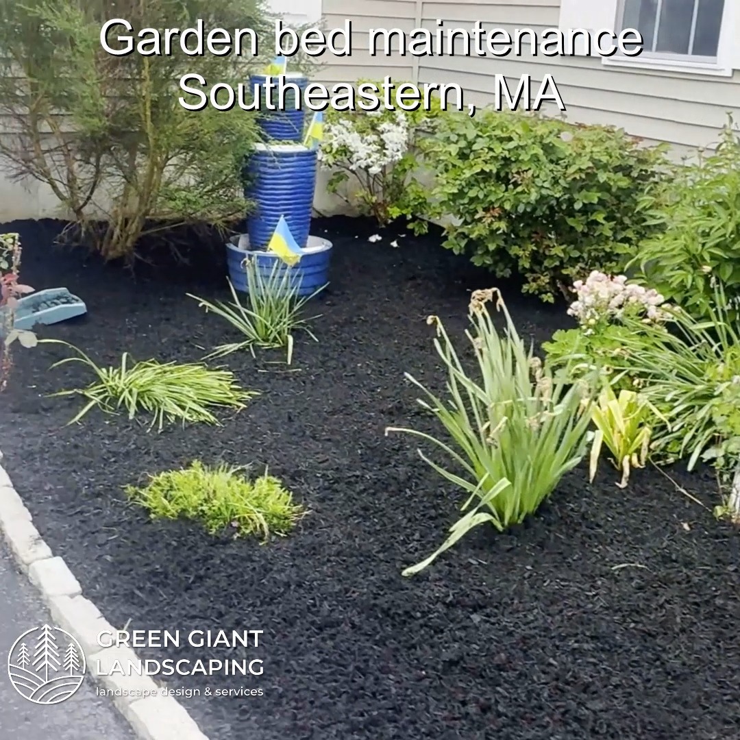 Garden bed maintenance.
Landscaping Southeastern, MA.
Call now for your free quote!
Land clearing
Planting
Tree and shrub care
Seasonal cleanups
Old overgrown shrubs removal
Mulch installation
Garden maintenance
Weed barrier fabric
Bobcat services
Professional Landscape Design.
https://www.greengiantlandscaping.com/blog
Phone:
+1 413-406-9094
#landscaping #landscapedesign #gardening #gardendesign #landscaper #landscapearchitecture #treeandshrubtrimming #mulch #Massachusetts #southshore #newton #boston #hingham #marshfield #scituate #NewtonMA #scituatema #milton #canton #wellesleyma #SpringCleaning #shrubtrimming #shrubcare #plantingdesign #gardentransformation #springcleanup #mulching #cobblestone #cobblestoneedging