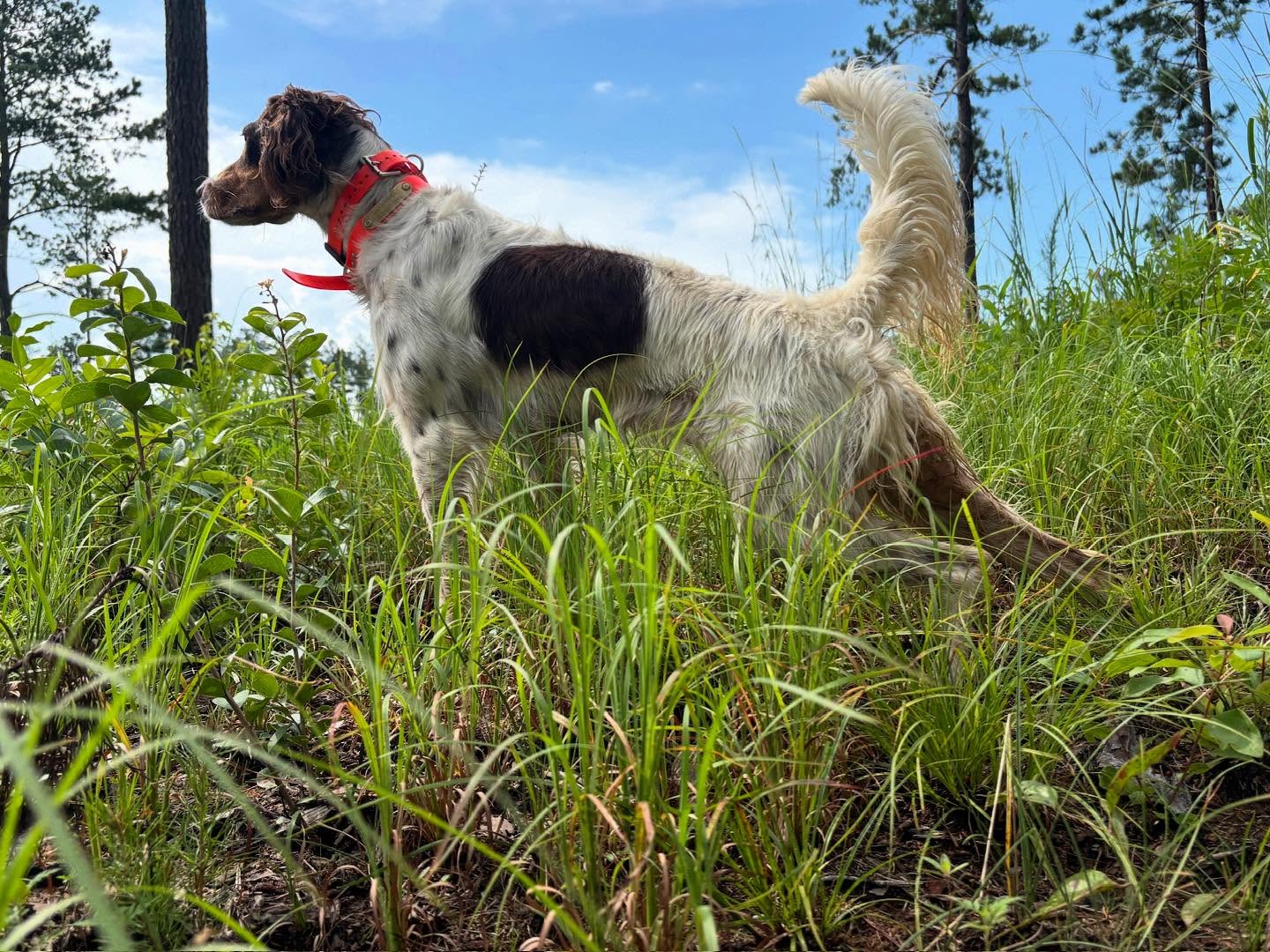 Happy 4th! 🇺🇸
.
.
.
#schillingsgundogs #schillingsgundogstraining #sgdtraining
#uplanddogtraining #uplanddogtrainer
#gundogtraining #gundog #birddogtraining #birddog
