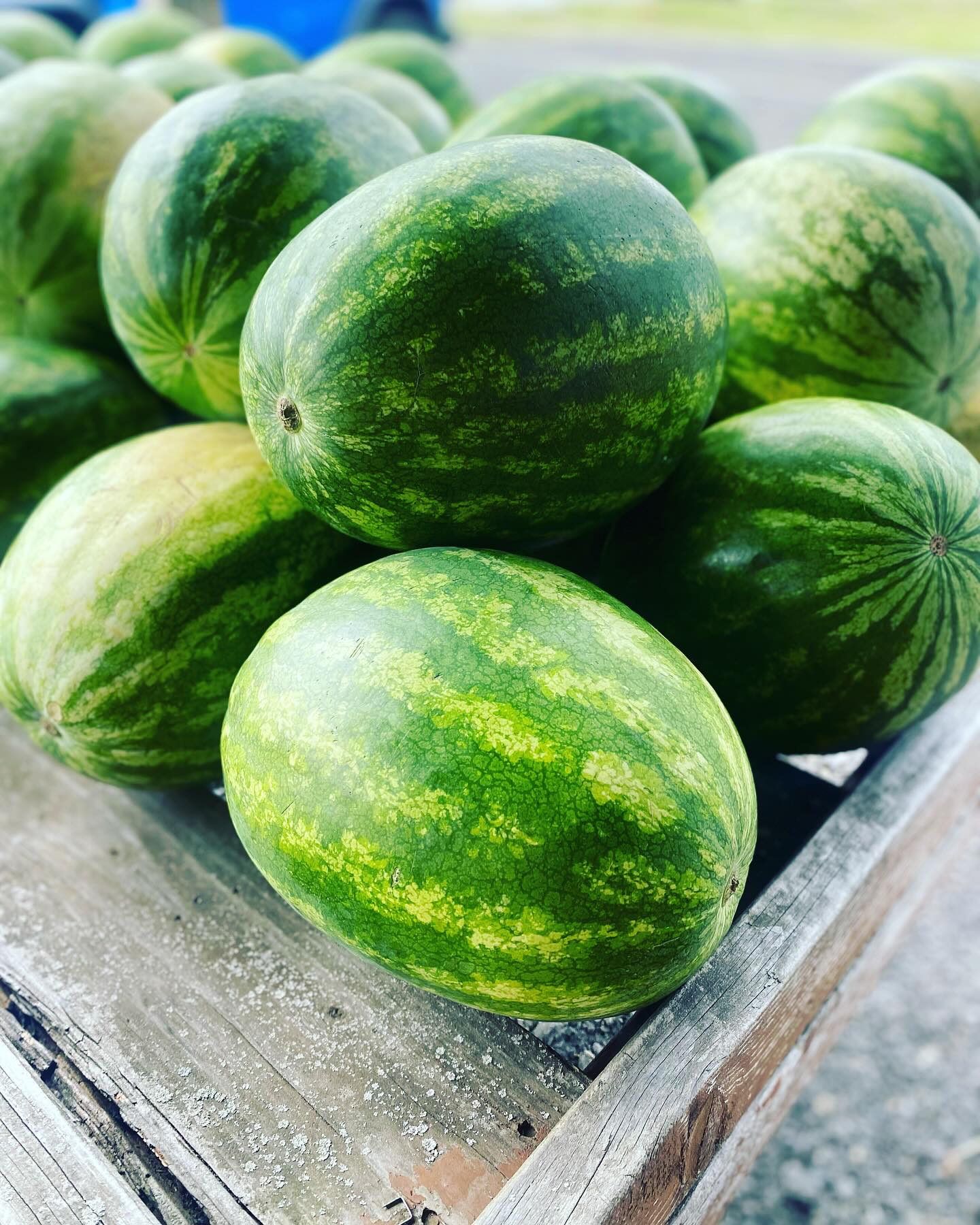 Come get some of NJ’s best produce!!! The Corner Farm is open with Jersey tomatoes, corn and more!!! #corn #jersey #produce #jerseyfreshnjda #farmstand #summer #sᴜᴍᴍᴇʀ2025