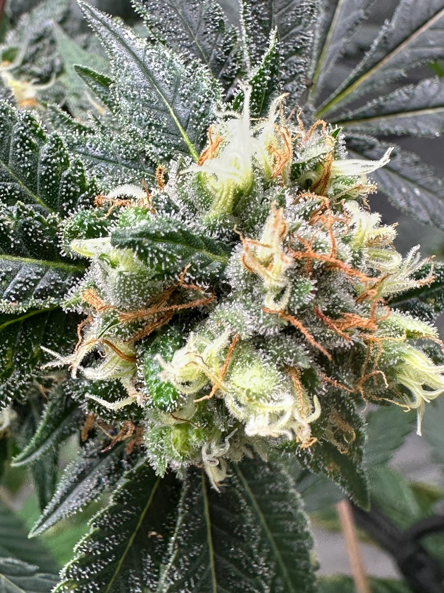 We have successfully TRIMMED 825,000 $GRASS Tokens out of circulation FOREVER!
All HOLDERS of the $GRASS Token have been rewarded with their monthly #XRP passive income.
This was the BEST MONTH to date since starting our $GRASS Token’s XRP rewards protocol.
Thank you for the support!
First picture is week 6 Morning Mist
A photo from over the weekend enjoying the fireworks melting into the GRASS. And a few finishing photos of the Karma Mintz clone I’m running this summer in my Summer project!