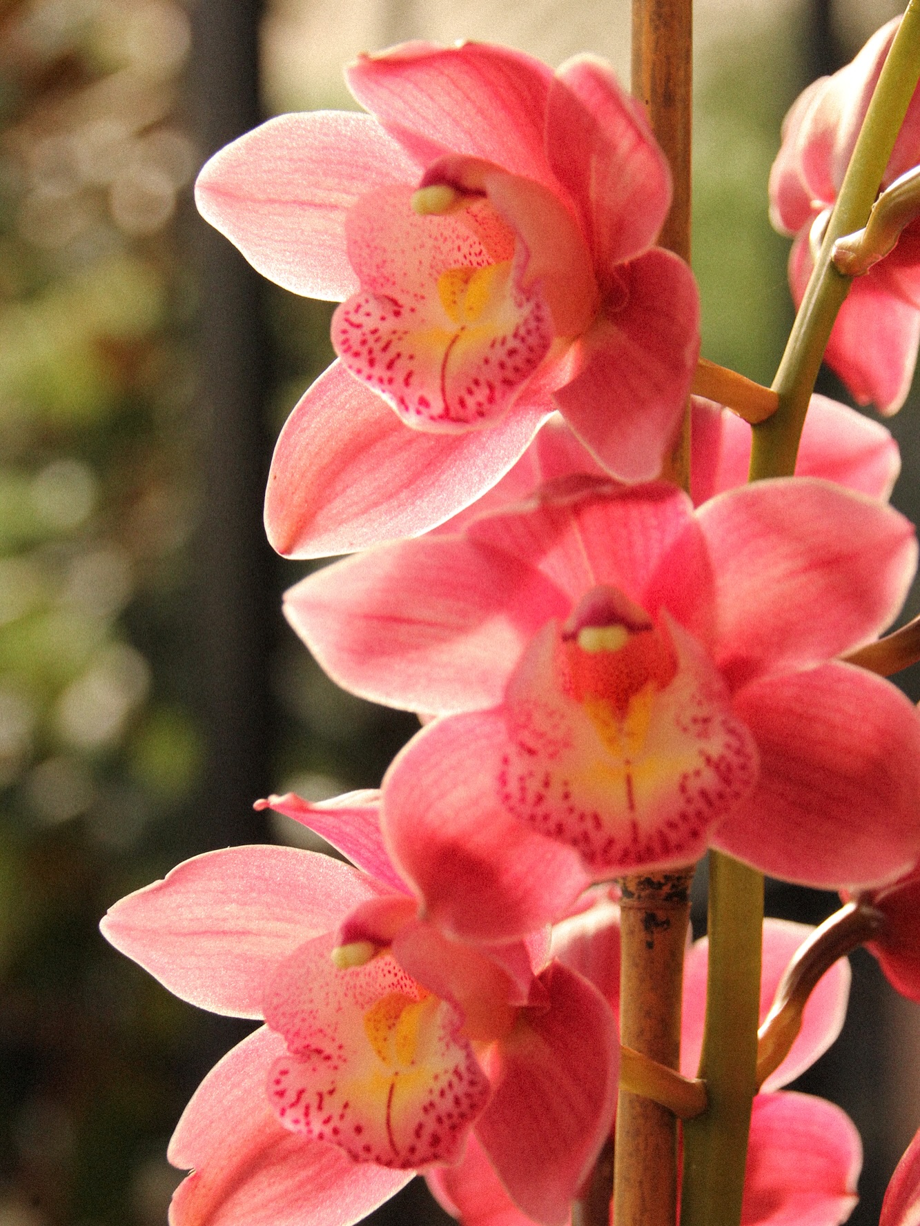 Some beautiful specimens glowing in the midwinter light on this sunny Saturday in the nursery. Stop by for a gander 😗🔎
We’re open today until 5pm and Sunday 10am-4pm.
Pictured: Cymbidium, Camellia & Soleirolia sp.
