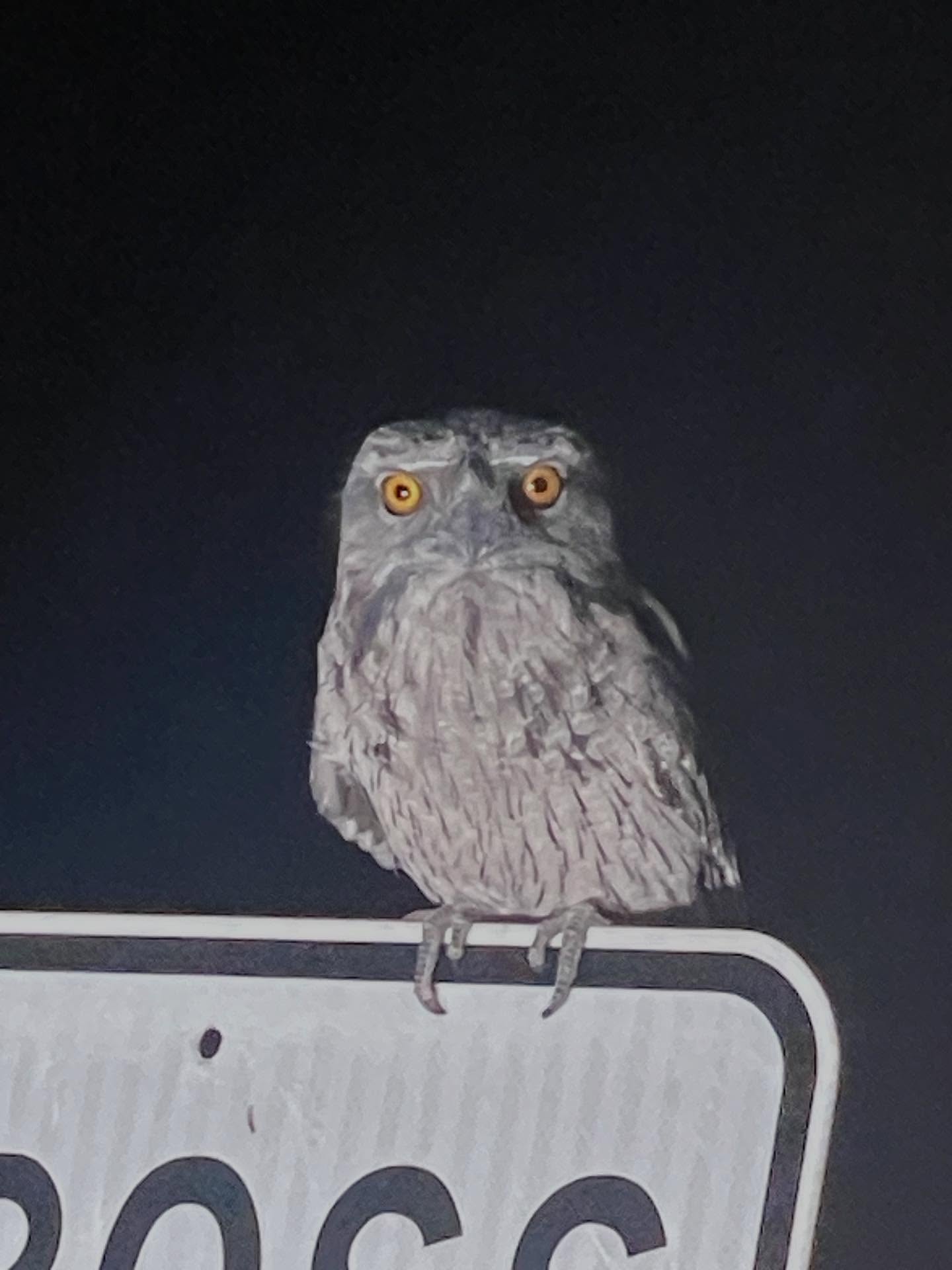 When the sun goes down there’s a whole new world that comes out at night.
Pack a sense of adventure, warm clothes, good shoes and a bright torch to spot some of our incredible nocturnal wildlife and our amazing night sky.
📸 Tawny Frogmouth
📸 Common Brushtail Possum
🎥 Bare-nosed Wombat
🎥 Common Brushtail Possum
📸 Eastern Barn Owl
📸 The Milky Way
#lappifarm #farmstay #farmexperience #snowymountainsnsw #destinationjindabyne #canberraweekend #sydneyweekend #frogmouth #possum #wombat #owl