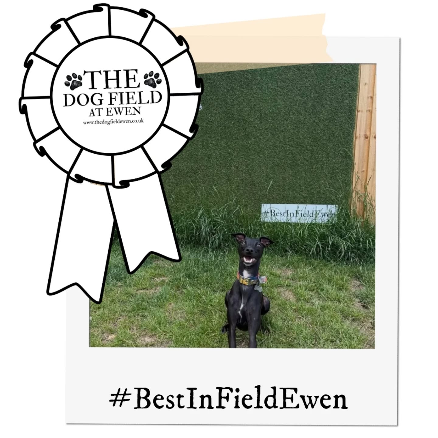 Whoopsie! What happened to June? We are sorry to be late announcing our June winner of #BestinFieldEwen
Congratulations to @tailsofmoose_ for his very enthusiastic smile in front of the competition board!
Thanks again those who are entering we love meeting everyone! We will continue to pick from all entries submitted throughout the year so more entries means more chances to be picked!
#bestinfieldewen #dogfield #dogsofinstagram