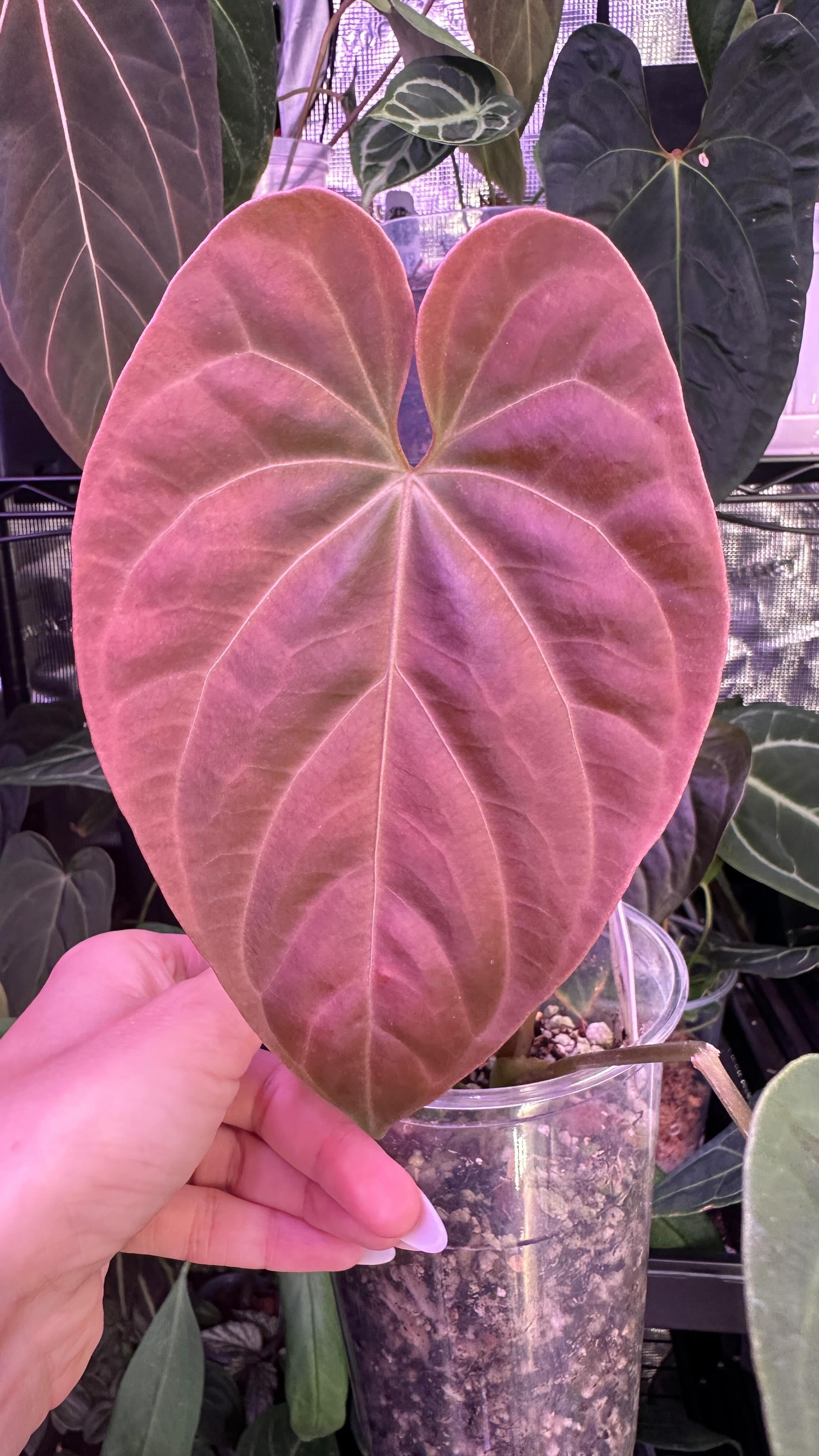 Besseae Aff X Debilis ♥️
#anthuriumbesseae #anthuriumdebilis #aroidaddict #aroidlover #aroidsociety #tropicalplants #anthuriumhybrid #redfoliage #rareplantspecies