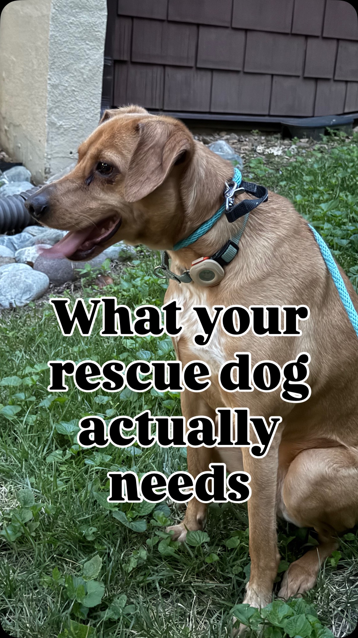 Guilty af 🙋🏼♀️
I used to think that since rescue dogs had difficult pasts, I should bubble wrap them from harm and fill their days with butterflies and rainbows.
But I learned that treating them like they were fragile only made them MORE fragile.
After working in the rescue field for years, I’ve witnessed how f***ing resilient dogs are. Dogs who have been through unimaginable situations can walk through fire unscathed—but only if we provide an environment where they can grow mentally and emotionally stronger.
Show up consistently, make the rules of life obnoxiously clear, and encourage confidence. THATS how you rescue your dog.
#dogtraining #dog #dogtrainingtips #dogtrainer #rescue #adopt