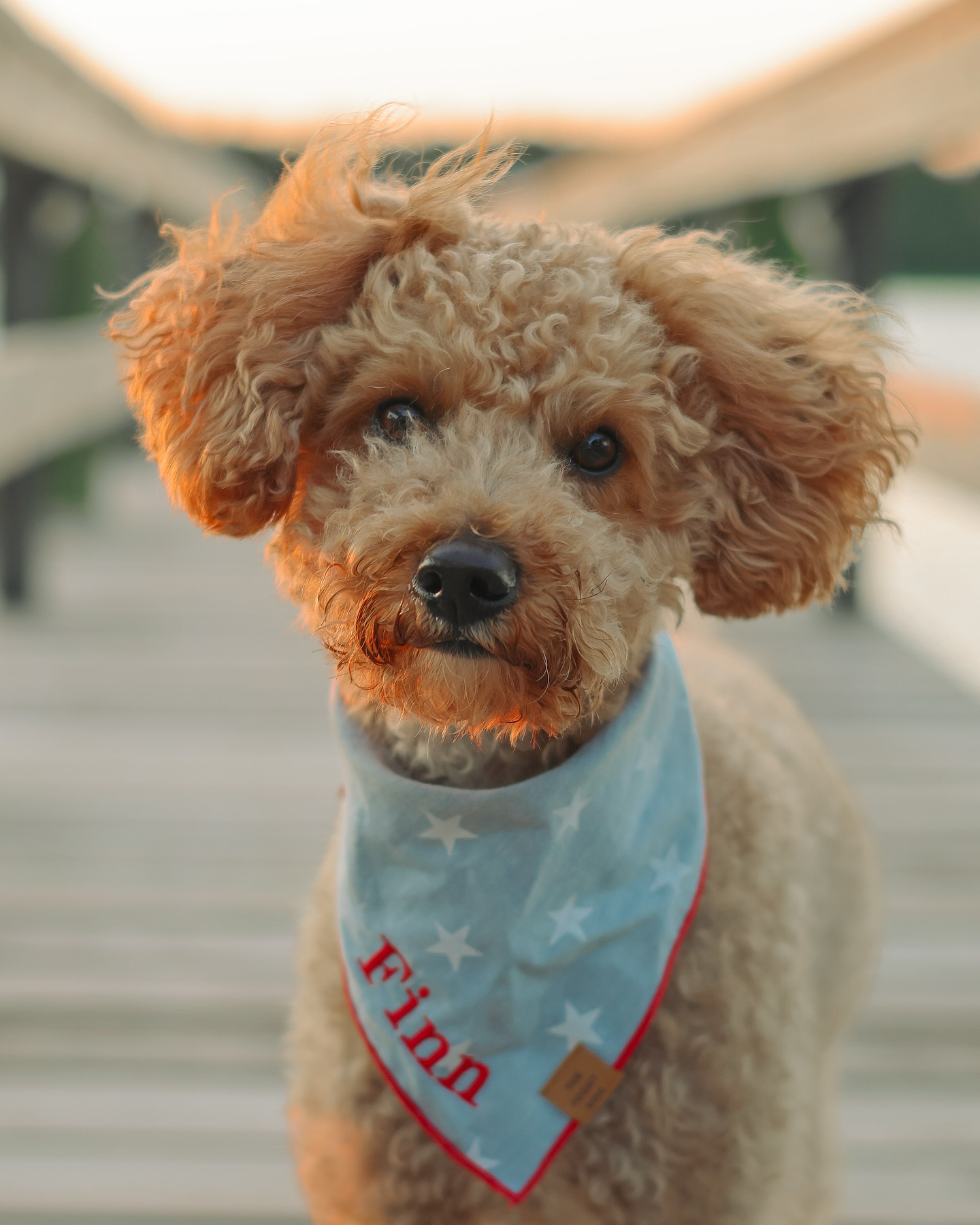 Finn and I hope everyone had a great Fourth of July weekend! 🌟🇺🇸
