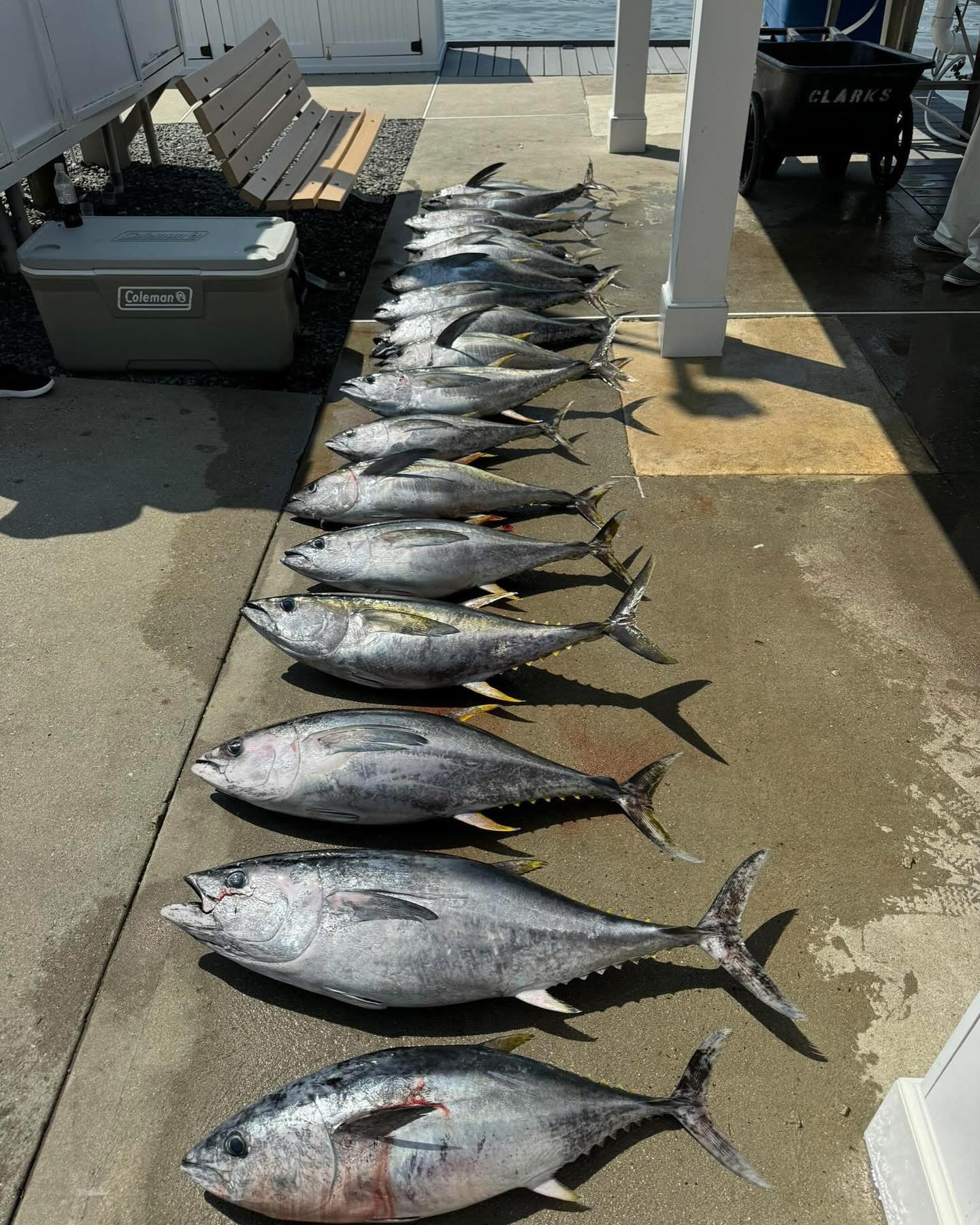 Capt J was on the Canyon Runner for a overnighter. They had great fishing, catching 18 yellowfins from 25 to 40lbs and 2 bluefins . Also release 17 bluefins. Don’t wait folks. Call now to get in on this hot bite. Fishing is heating up . 561 578 2710. #sidejobcharters #tuna #tunafishing #bluefintuna #yellowfintuna #longfintuna #bigeyetuna #njfishing #bogansrods #reelseat
#pennfishing #belmar #belmarmarina