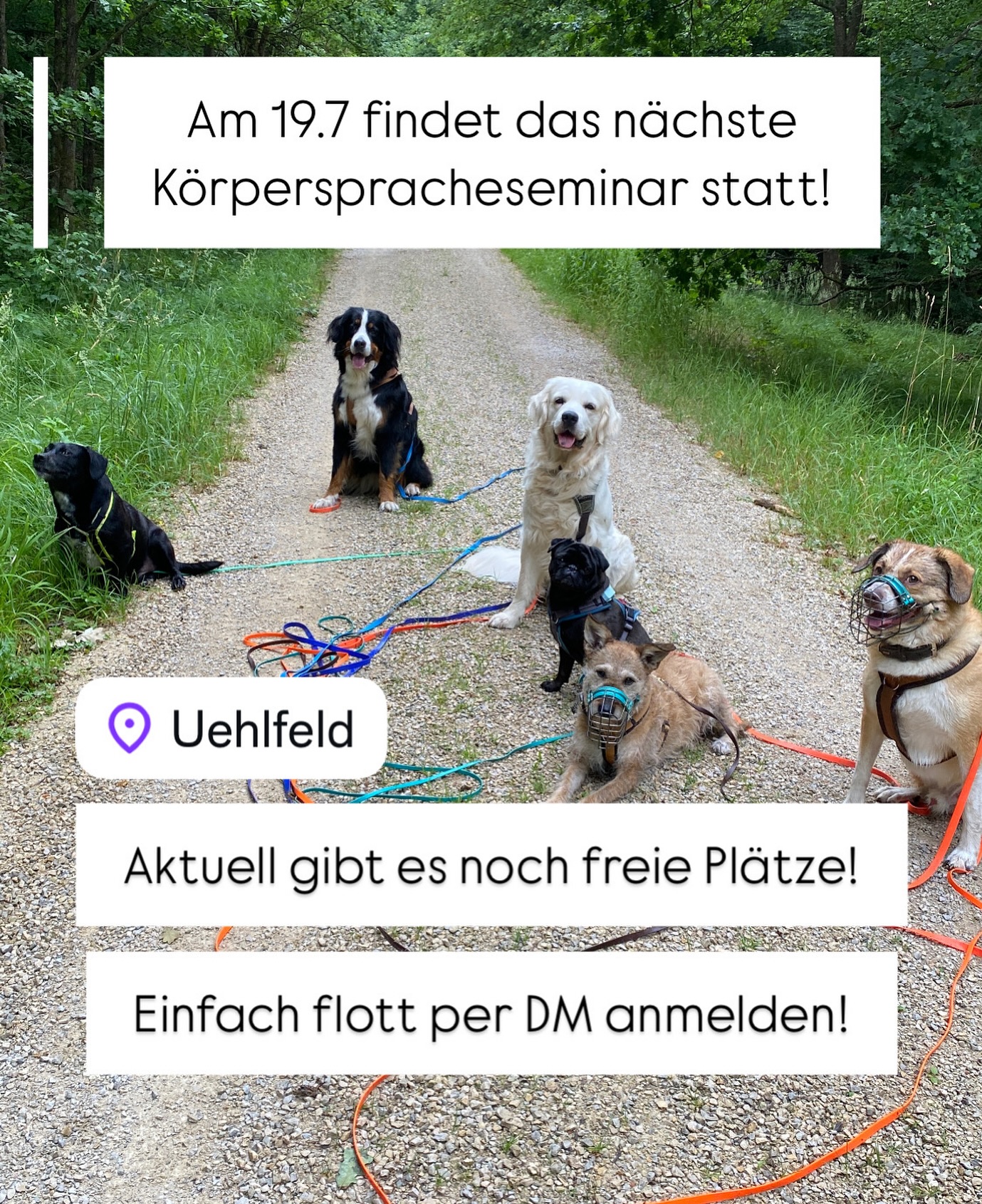📣 Körpersprache verstehen – Hund besser lesen 🐾
Am 19. Juli findet unser nächstes Körperspracheseminar in Uehlfeld statt!
Lerne in entspannter Atmosphäre, wie du Hunde sicherer einschätzen und feiner kommunizieren kannst – mit einem großen Praxisanteil direkt vor Ort.
📍 Ort: Uehlfeld
🕐 Dauer: 4 Stunden
💰 Kosten: 85 € ohne Hund / 100 € mit Hund
📩 Anmeldung: Schnell & unkompliziert per DM
📌 Es sind noch Plätze frei – sei dabei!
#Hundeseminar #KörperspracheHund #HundeVerstehen #Uehlfeld #DogTraining #Hundetraining #SeminarMitHund #hundekommunikation