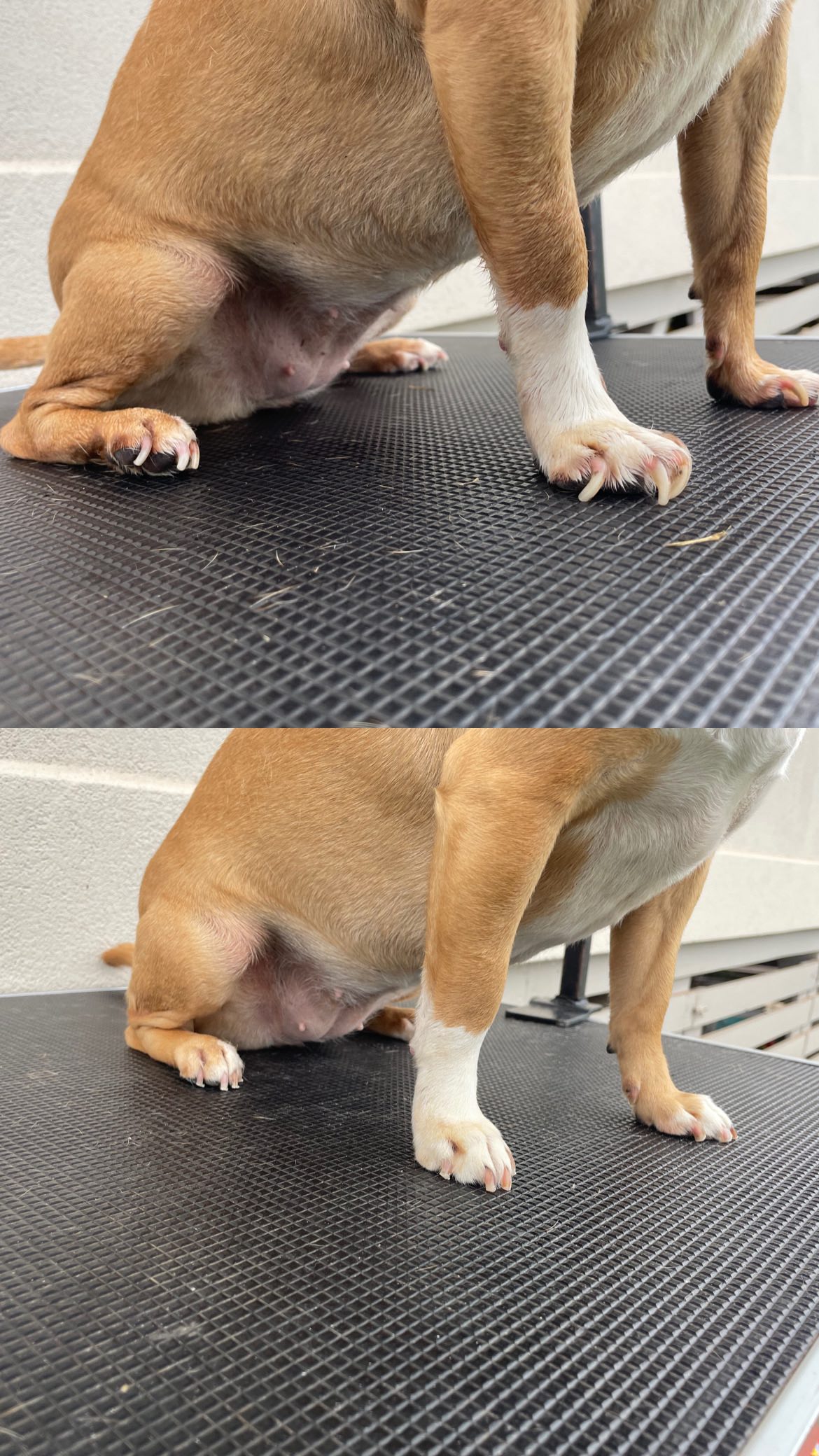 From clack clack to comfy paws! 🐾✨
This sweet pup came in with some seriously long nails, but with patience, love, and lots of treat breaks, we got them safely trimmed down to a healthy length 💅
Keeping nails short isn’t just for looks—it’s essential for your dog’s comfort and mobility. Overgrown nails can cause joint stress, posture issues, and even pain. 😟
At HTSC, we make the process fear-free and tail-waggingly positive 💜 Treats, love, breaks, and kisses are always part of the routine 💋🐶
#FearFreeGrooming #DogNailTrim #HappyPaws #HoundsToothSocialClub #CompassionateCare #DogWellness #GroomingWithLove #MobileGrooming #MauiDogWalking #MauiHi #LuckyWeLiveHi #TerrierMix #Hi #Maui #MauiDogs #DogGrooming #NailTrimming #ASMR #LBC #LongBeachCa #LongBeach #CA #SoCal #DogNails #DogsofInstagram #DogGroomer #DogMom #DogDays #Dog