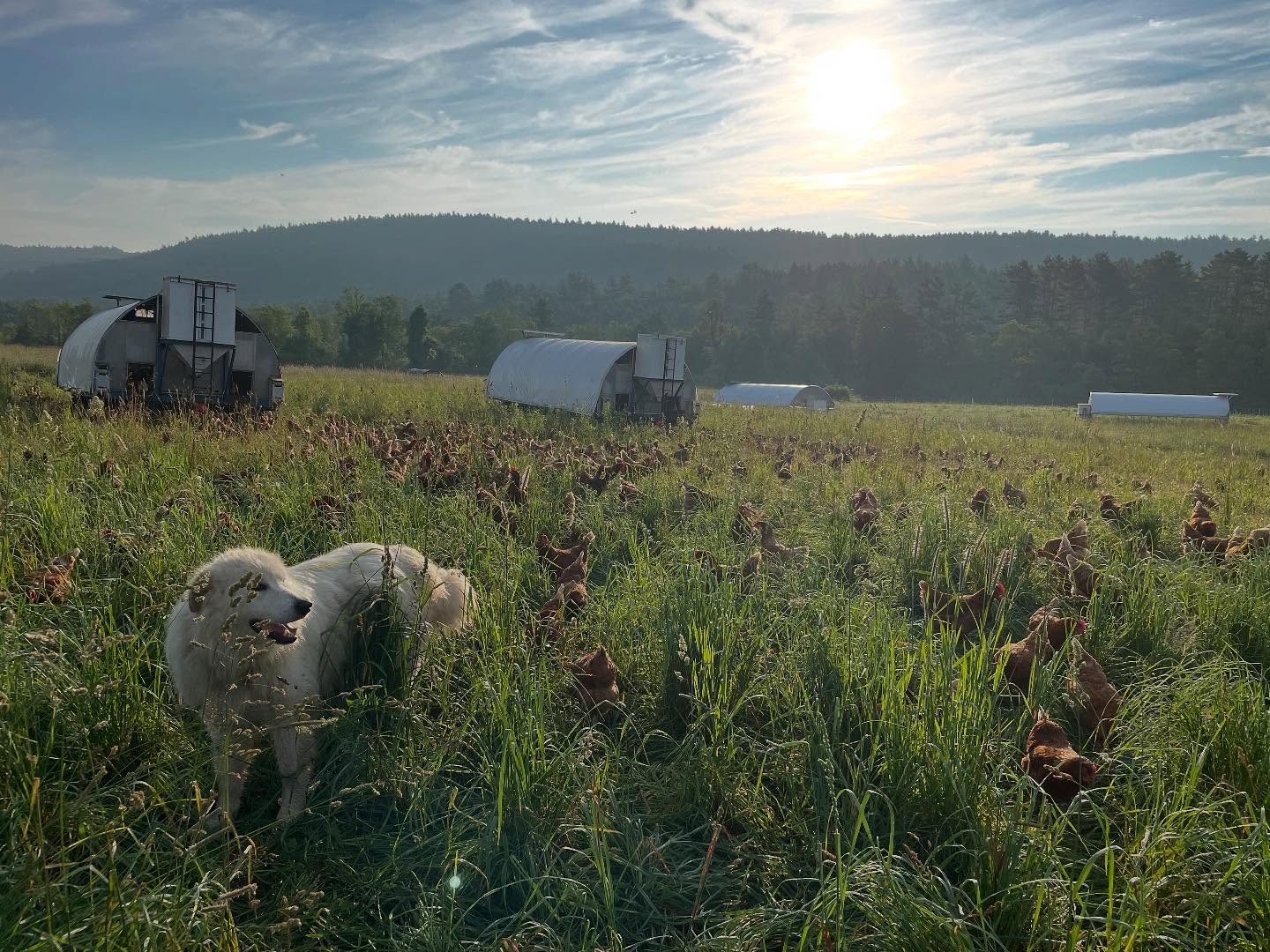 Just some shots while doing #morningchores.
#pasturedpoultryproducers #work #vermontorganic #realorganic #realchicken #thegoodlife #keepthemmoving #everydamnday #radicalgratitude