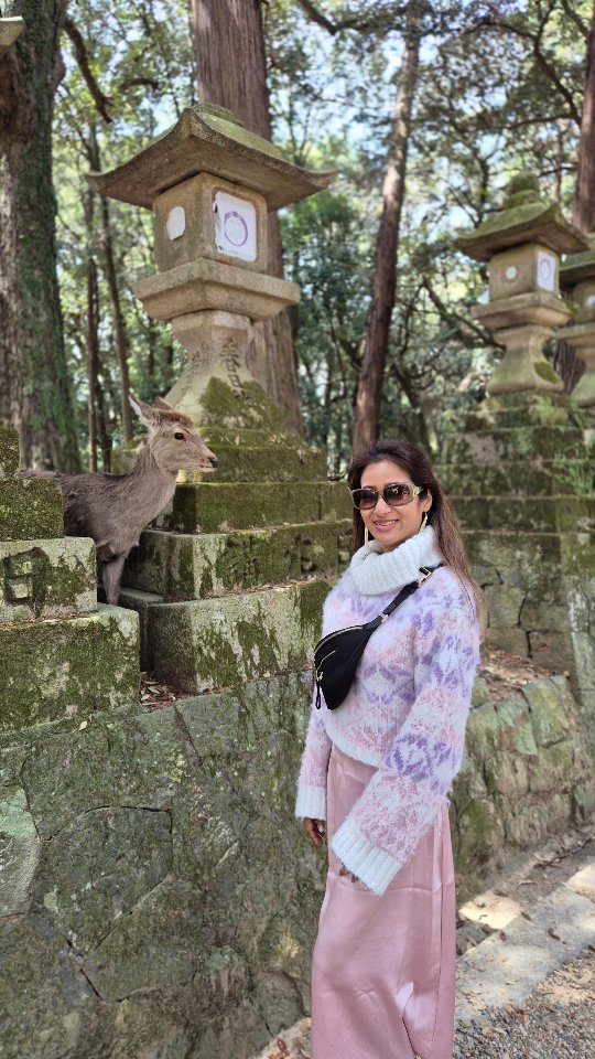 𝙅𝙪𝙨𝙩 𝙢𝙚… chilling with HUNDREDS of friendly deer (at times not so friendly) at Nara Deer Park in Japan. 🦌
⠀
These adorable Shika deers are technically wild, but they've learned to bow for snacks (yes, really)! Just grab some shika senbei (deer crackers) from the vendors in the park and prepare to be swarmed by cuteness.
⠀
📍 Where: Nara Deer Park, Japan (only 45 mins from Kyoto or Osaka 🚄)
🗓️ Best Time to Go: Spring for cherry blossoms or Autumn for colorful foliage 🍁🌸
⏰ Tip: Go early morning to avoid crowds & get the most magical footage
⠀
🧠 Did you know? These deer were once considered messengers of the gods in the Shinto religion – that’s why they roam freely and are deeply respected here!
⠀
💬 Have YOU ever fed a bowing deer before?!
👇 Tag your Japan travel buddy and tell me if this is going on your itinerary!
⠀
#naradeerpark #japantravels #travelreel #narajapan #kyototravel #wanderlustjapan #japanitinerary #naturelover💚 #wildlifeencounters #exploreasia #fypジ #japanadventures