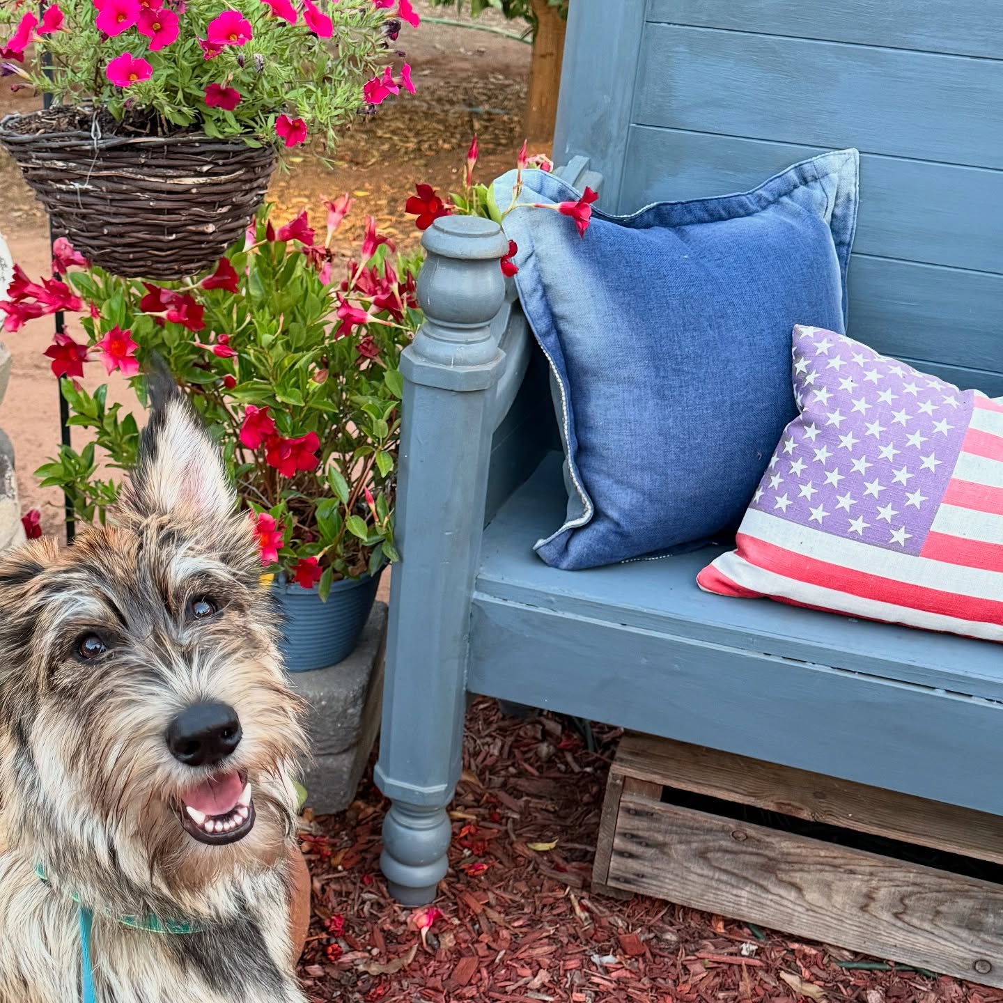 Hoping you all had a SAFE and enjoyable July 4th.
We will be back in the salon starting Monday. Enjoy the weekend with your loved ones. 🐾🇺🇸
#bergerpicard #doggrooming #fearfree #akc #july4thweekend