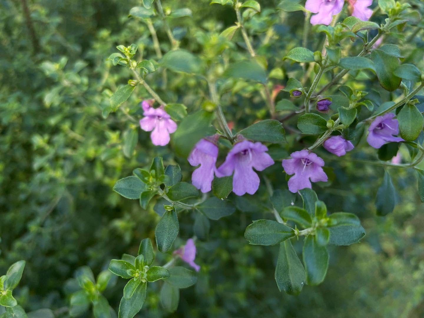 Prostanthera incisa, a delicious native mint bush with spectacular soft mauve flowers. Now selling in our nursery. Our trialing of rowing our plants in their natural habitat has been an interesting experience constantly trialling what plants they love to hang out with in order to thrive 🥳🍃❤️#natives #nativeplantsofnorthamerica #habitat #pollinator #bee #herbs #flowers