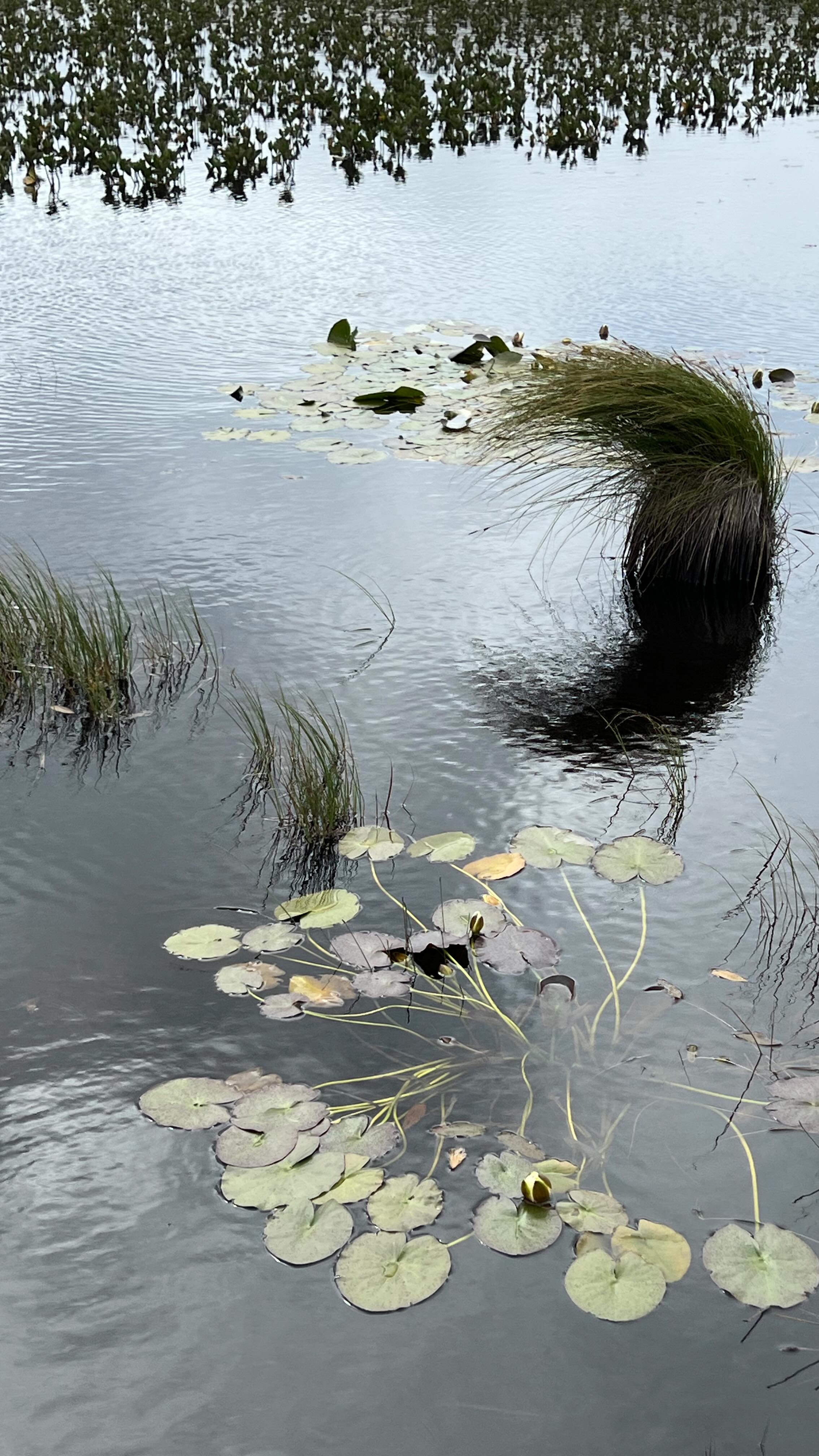 slighe coise
journey on foot
#gàidhlig #lèirsinn #placebased #gaelic #sitespecific #waysofseeing #walkingartist