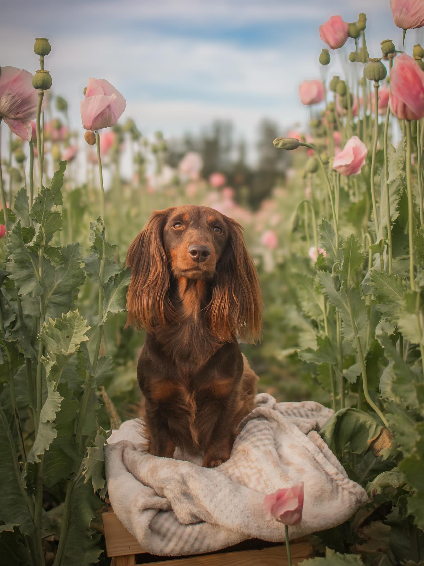 🌸
Konnte es nicht abwarten und hab während gestern die restlichen Bilder geladen haben eine Hand voll vom Testshooting mit Kim & Freddy schon durch Lightroom mobile laufen lassen. Mann, der Freddy ist einfach so eine Süßigkeiten oder 🥹🐶
Die Blütenmeer Minishootings am Samstag liefen so einfach und reibungslos - alles hat gepasst. Wir waren wirklich arg spät dran und haben nur noch die letzten rosa Blüten stehen gehabt, trotzdem sind noch so tolle Bilder von den großen und auch kleinen Hunden entstanden. 🌸
Nebenan stand noch eine Wildblumen Wiese und Leeeeeeeute, einfach nur zum heulen schön! 😭
Danke @kim.schlr & @freysnotfries, bestes Helferteam 🫶🏼
•
Du hast Fragen oder möchtest direkt ein Shooting buchen? Meld dich gern 🌸
📧 info@tierfotografie-thueringen.de
💻 www.tierfotografie-thueringen.de
#hundefotografie #tierfotografie #thüringen #mohnblüte #germerode #grandenborn #dackel #dackelglück