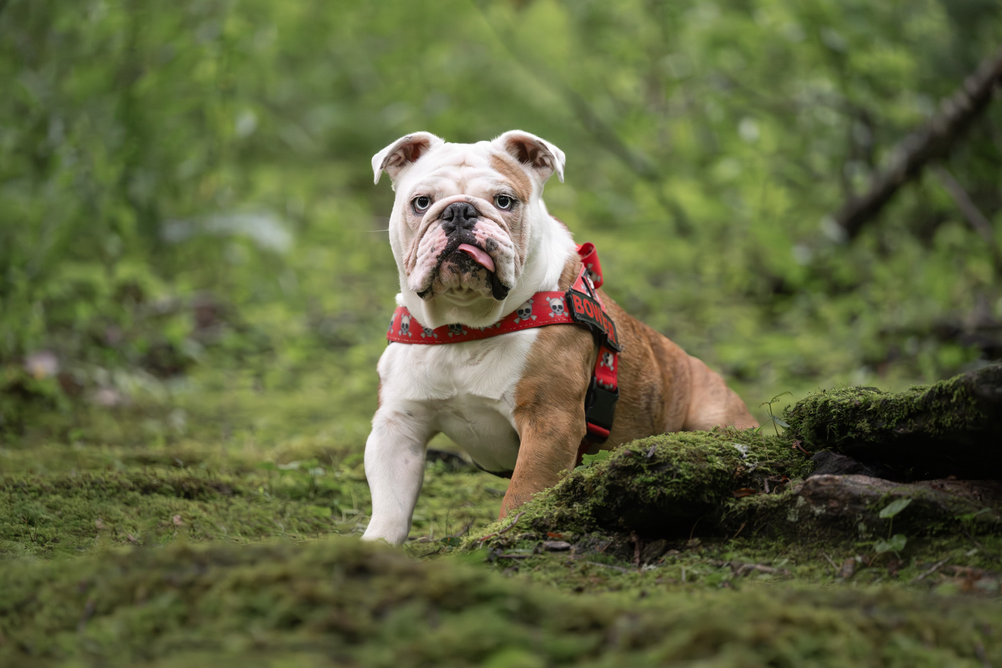 Annnnd.....these are Bowser's photos. Captured being king of his moss covered forest and zooming through the creek. Two of his favorite activities- King of anything and zoomies. Thanks again @barkography for making our hearts swoon😍🥰👏
#doglover #dogfriendly #dogfriendlyhotel #dogfriendlytravel #dogphotography #travelphotography #wnc #gerton #hikingwithdogs