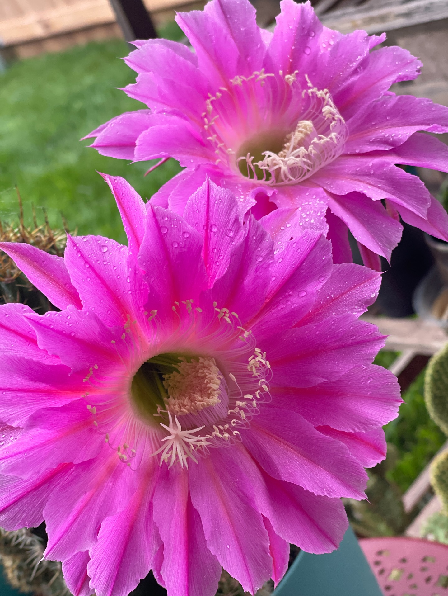 Happy Cactus Blooms Day!!!🌸