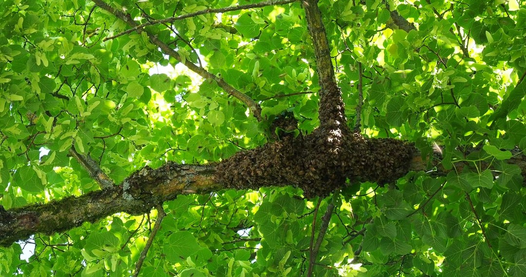 Swarming Season: What It Means
Seeing a cluster of bees? It’s likely a swarm—nature’s way of colony expansion! Swarming is a fascinating part of honeybee behavior. A new queen sets off with workers to find a home, ensuring the survival of the species. If you spot one, don’t panic—call a beekeeper! #BeeSwarm #NatureAtWork
