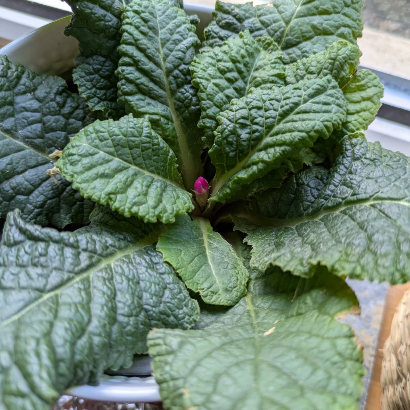 Swipe for growth !!!
Green thumb loading...
Thinking about a post by @muddytrails.dogcoaching taking time for yourself is important. I've really started to get into gardening and house plants.
If anyone has any recommendations for inside plants that don't need much light drop me a message!
Also... Does anyone know what this plant is? It was a gift and I cannot work it out.