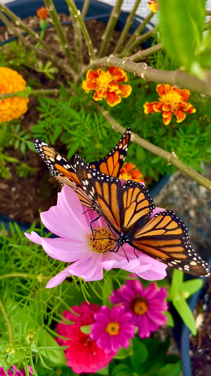 ✨Double Monarch Magic!✨
Two stunning Monarch butterflies feeding side by side on a vibrant cosmos bloom — pure garden enchantment. 🦋🌸
If this isn’t a sign to plant more pollinator flowers, we don’t know what is. 💛
Tag someone who needs a little butterfly magic today 🫶
#MonarchButterfly #ButterflyGarden #PollinatorParadise #GardenMagic #CosmosFlowers #ButterflyLove #NatureReels #InsectTok #ButterflySeason #BackyardBliss #Blackborg #WildlifeWednesday #ButterflyGoals #SlowLiving #GardenVibes #FlowerReels #BackyardNature #ButterflyFeeding #NatureHeals #InYourBackyard #ButterflySanctuary #ViralNature #ReelsThatInspire #MonarchMoments #GardenReels