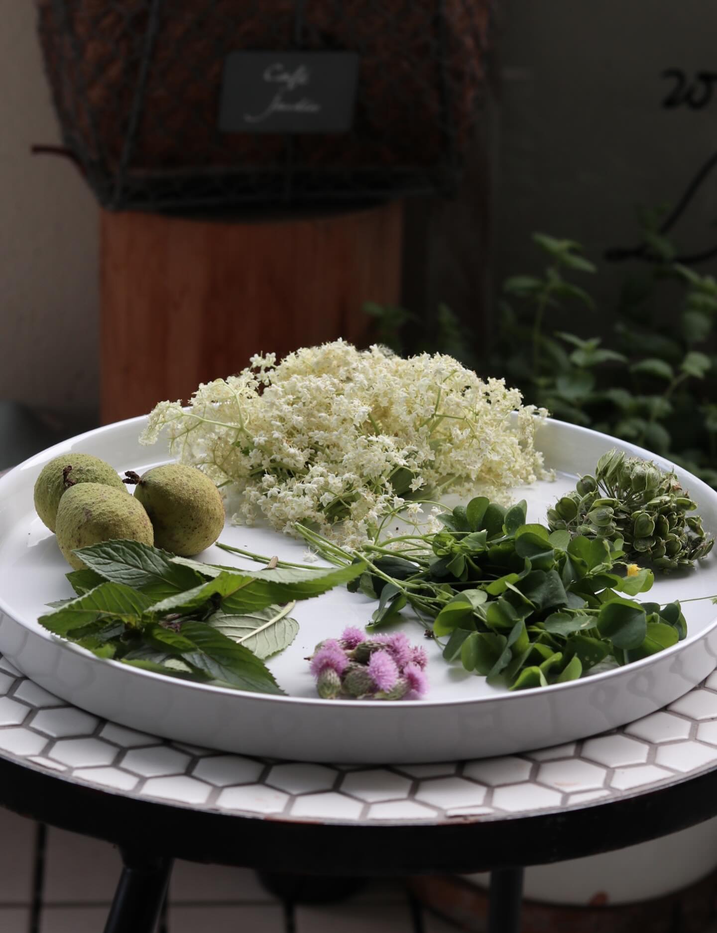 Foraging Haul
The seasons pass so fast!! Today I zipped out for a quick little forage.
This one plate is filled with all sorts of play time.
Elderflowers (tea), green - black walnut (nocino, preserves?), creeping thistle (medicinal tea), wood sorrel (acidic punch for something!), cow parsnip seeds (cucumbery, aromatic magic headed to a tincture).
Any fun ideas? Comment below!
#playtime #season #summer #foraging #haul #getcurious #wildbychoice #thehonourableharvest