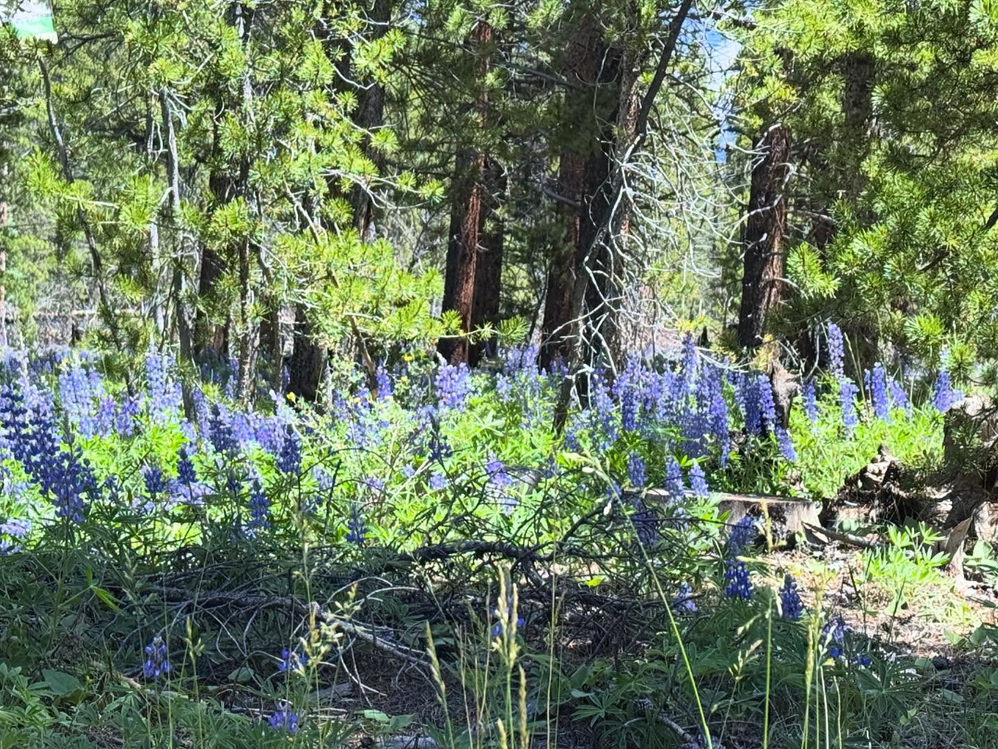 I spy protein in the wild. Can you spot it?🕵️♂️
Colorado Fun fact of the day: What you see here is the Mountain Lupine, a vibrant wildflower native to Colorado. It plays a vital role in fixing the nitrogen in its surrounding soil and providing a good home for its wildflower neighbors 🐻🪻
Did you find it? Should we make these harder to find?👀