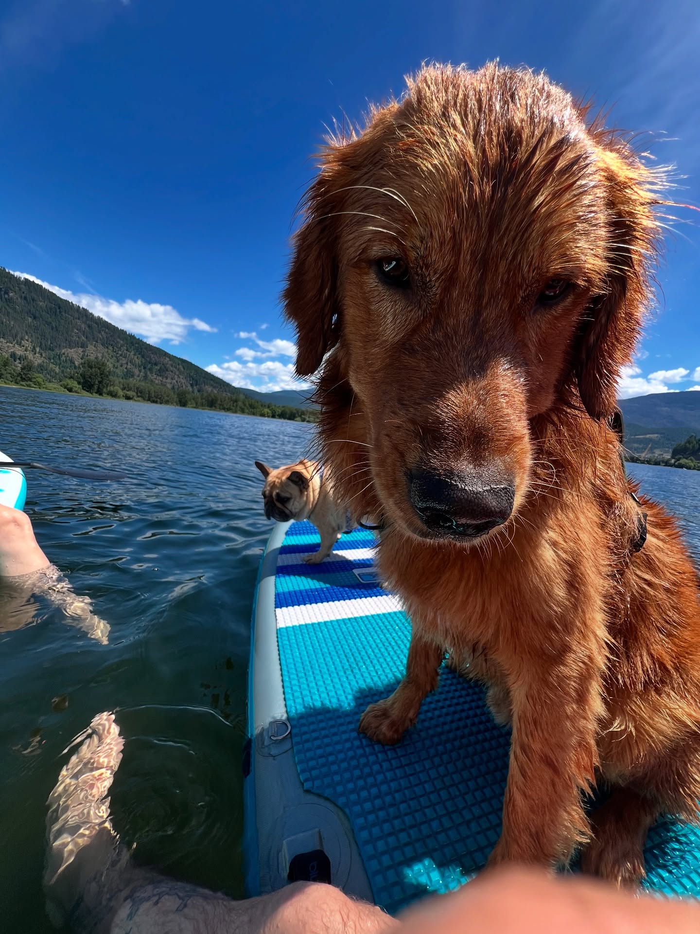☀️ Hey Vancouver!
Hope you’ve been out soaking up this sunshine and enjoying everything our beautiful city has to offer! 💛🌊
Whether it’s a walk on the seawall, a gentle hike, a beach stretch, or just moving your body in a way that feels good — summer is the perfect time to reconnect with movement. 👟🌿
Here’s to feeling good, moving well, and making the most of this gorgeous season! ✨
#MobilePhysio #PostpartumRecovery #RelaxinHormone #PelvicHealth #WomensHealthPhysio #InHomePhysio #MumsWhoMove #NewMumSupport #PelvicFloorRecovery #CoreRehab #PostpartumJourney #HomePhysioCare #BackPainRelief #MumLifeSupport #PhysioAtHome #HealingAfterBirth #MobileTherapy #PostnatalPhysio #RealMumBodies #MoveBetterFeelBetter #VancouverPhysio