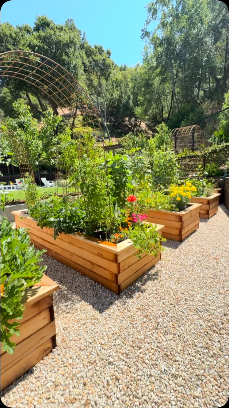 Early Summer garden tour of our San Rafael, California maintenance client garden. Enjoy!