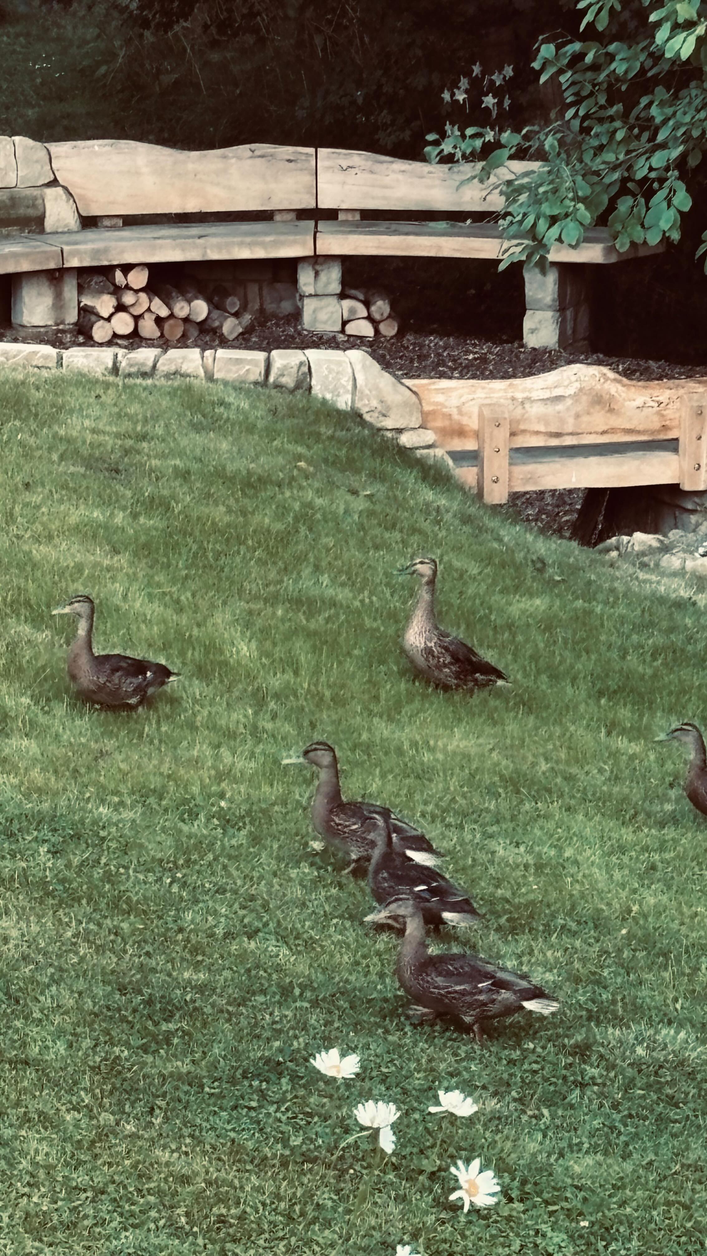 Mi familia!
They never cease to make my heart smile.
I’m constantly moved by the quiet magic in my garden. The other day, I spoke about the ducks — and they appeared, at that precise moment. Later, as I sat by the fire circle, sharing that very moment with a friend, the family of seven waddled up again, right to my feet. These aren’t coincidences. This is what happens when we truly connect and open our hearts. Nature hears us and talks back.
🦆❤️🦆❤️🦆
.
.
.
#GardenMagic #NatureSpeaks #DucksInTheGarden #LivingWithTheLand #SacredConnection #FireCircleMoments #WildVisitors #naturelistens #DuckDiaries #GardenVisitors #BackyardWildlife #NatureMoments #DucksOfInstagram #DailyDuckJoy #wildlifewonders #thevidasana