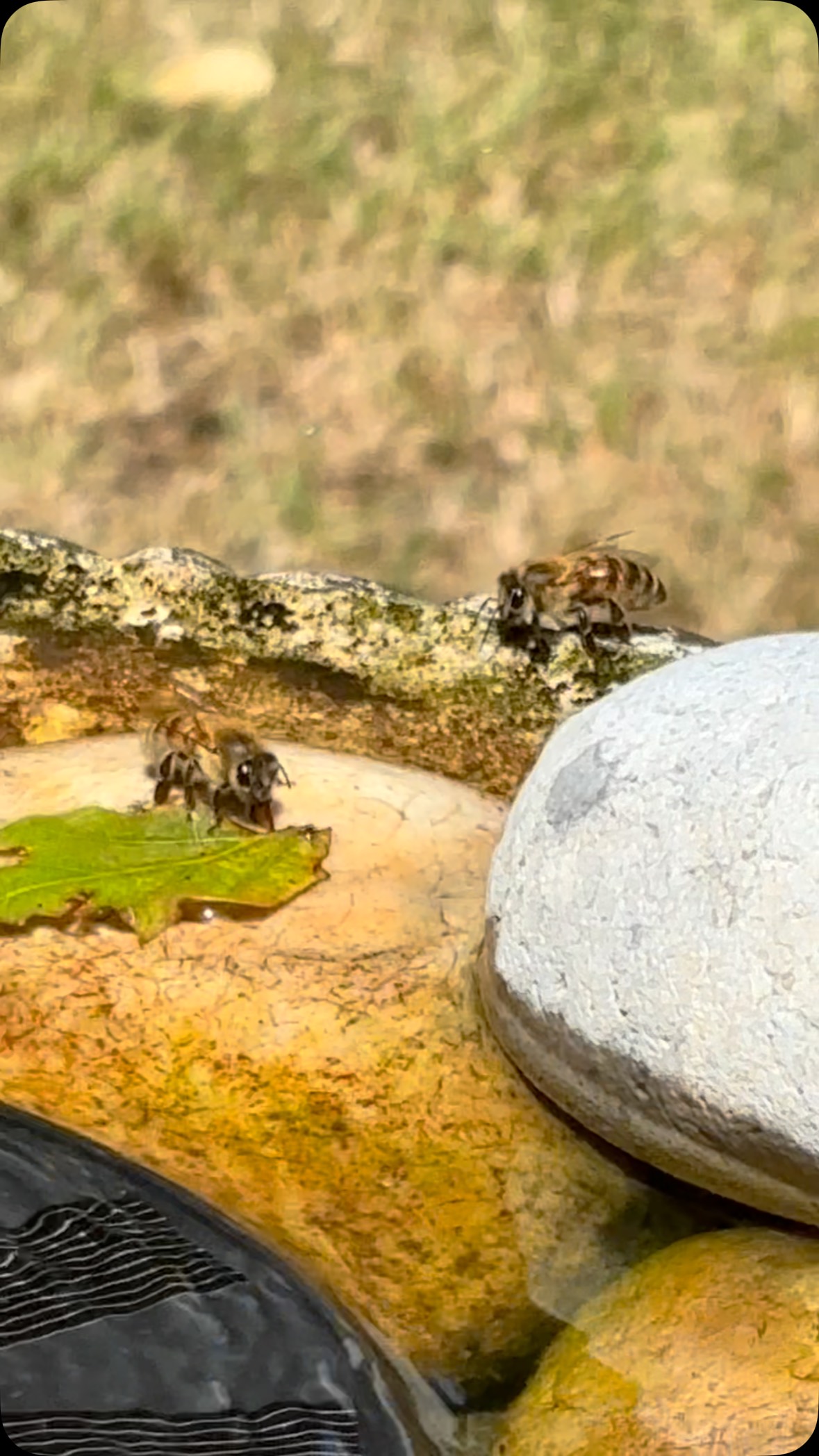 🐝 We’ve had another very busy weekend. A lovely day at Sculpture By the Lakes in Dorchester yesterday and a Bee Experience Day today.
🐝 Thank you so much to everyone who has come to say hello, find out more about our bees and purchase our award-winning honey. You’re helping to support a small family business and we couldn’t be more grateful.
🐝 The video shows the honey bees around our bird bath. It’s time for a cup of tea and for us to take a minute to watch and marvel at how amazing these tiny little creatures are. If you have time today, remember to put out a saucer of water to keep them hydrated.
❤️ As always, our honey is available through our website and through our lovely stockists, main ones being @bakehouse24 @gulliversfarmshop @thenoisylobster @thelanterncommunityshop @thebaytree_ferndown
🍯 Remember we are always appreciative of any empty honey jars that we can sterilise and reuse.