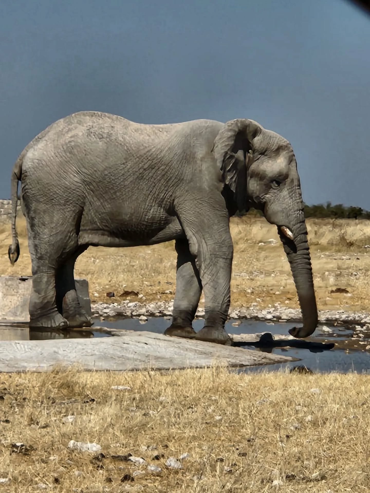Grote indruk in het droge Etosha landschap 🐘
Een vriend van Hanneke kwam gisteren deze gigant tegen nabij het Okaukuejo Rest Camp. Elke ontmoeting met een olifant voelt magisch – krachtig, rustig en zo dichtbij… Dit is één van de redenen waarom we zo graag naar Namibië reizen. ✨🇳🇦
Droom jij ook over een (safari)reis naar Namibië?
#etoshanationalpark #Namibië #olifant #elephant #etosha #namibiatourism #selfdrivesafari #dryseason #winterinnamibia #safarimoment #okaukuejo #zegookja